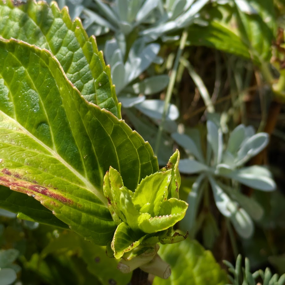 紫陽花　LEE100人隊コポ　新芽