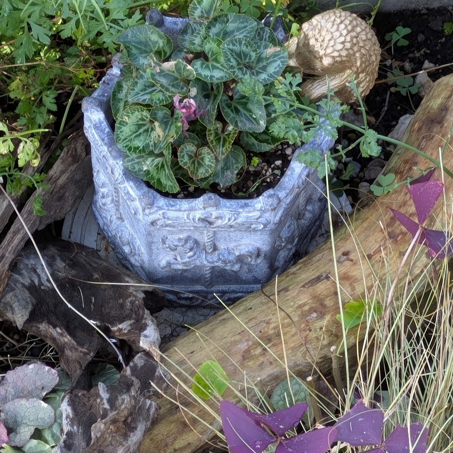 夏越し　シクラメン　LEE100コポ庭