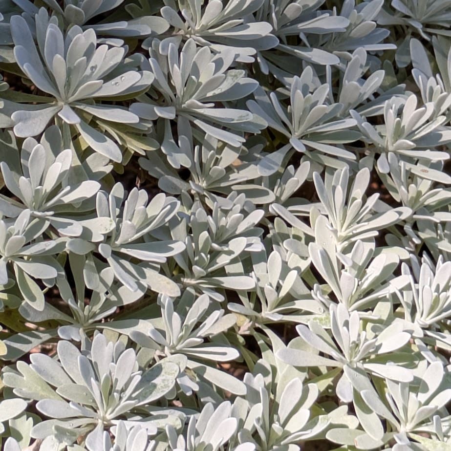 シルバーリーフ　LEE100人隊コポ　シルバーリーフ