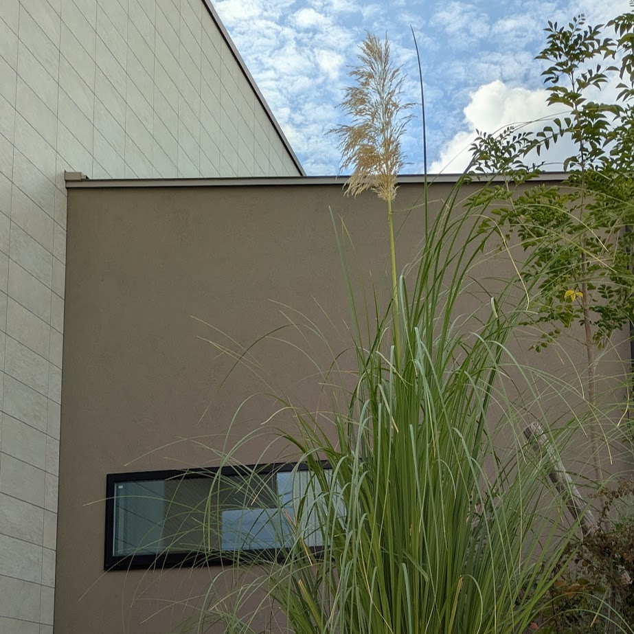 パンパスグラス　庭　LEE100コポ