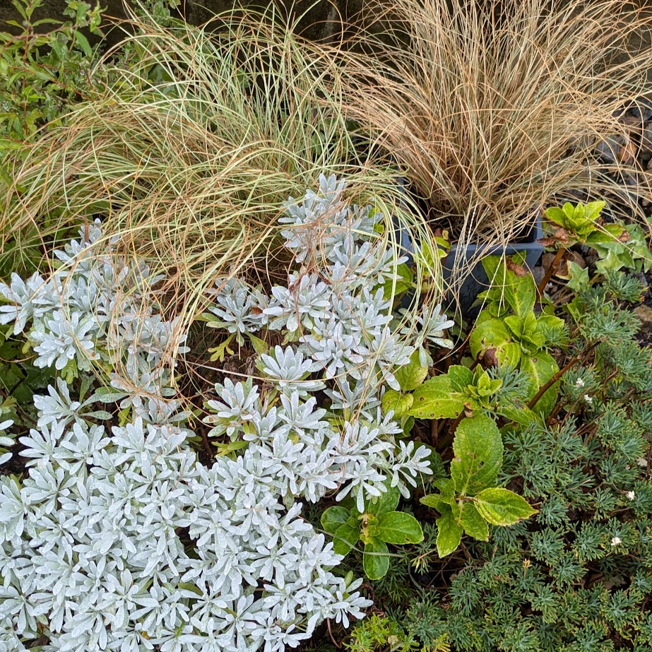 LEE100コポ　庭　２０２５秋