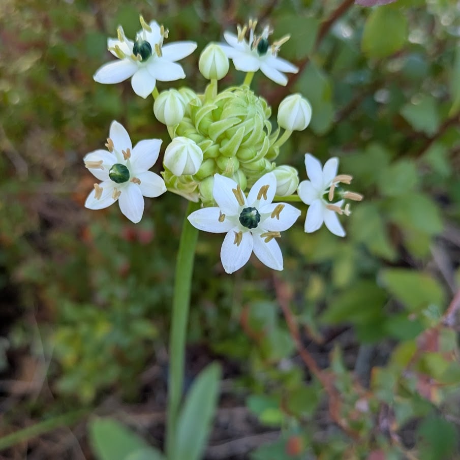 LE100コポ庭　お花　成長