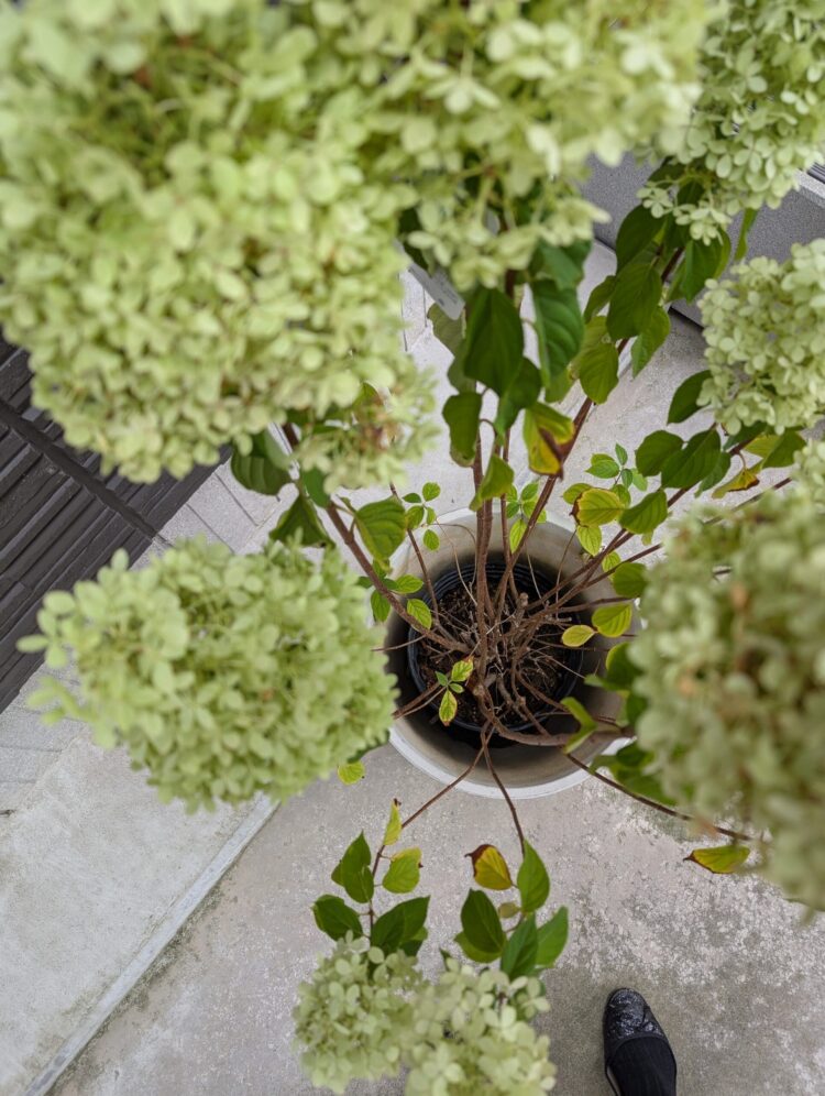 ピラミッドあじさい内容説明ご予約ページ（読む所から） ピラミッドあじさい内容説明ご予約ページ（読む所から）