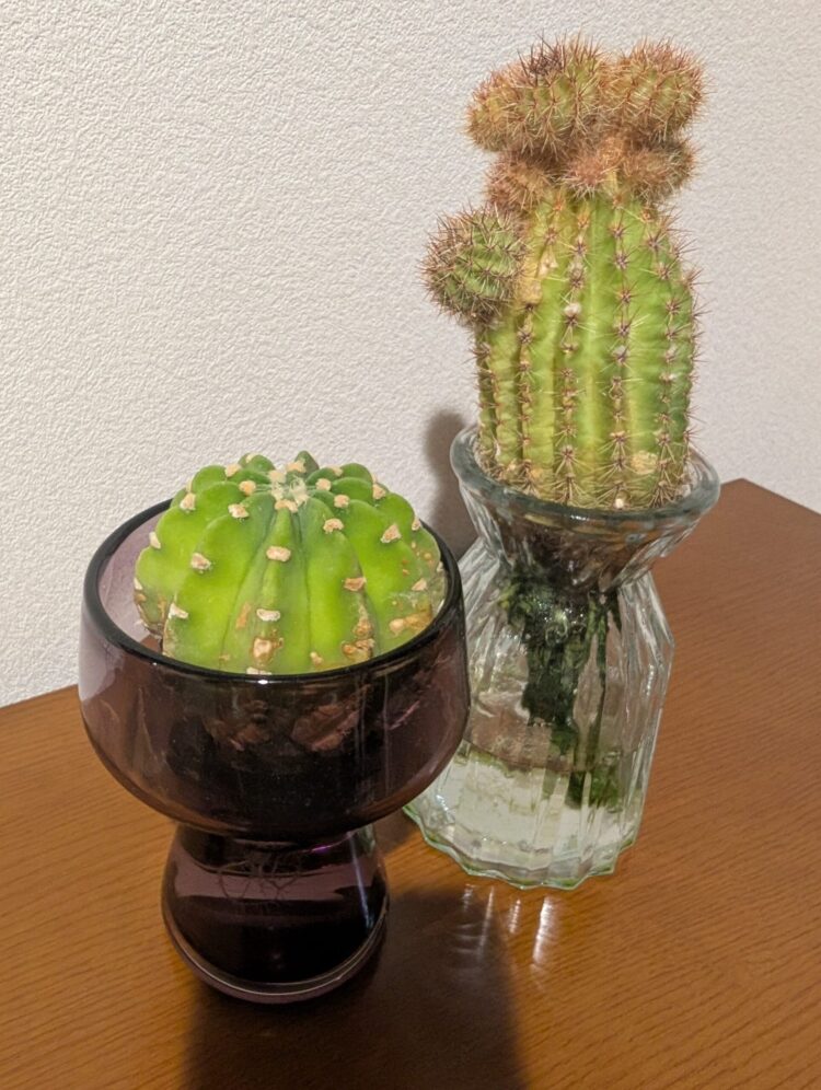 サボテン農家ページです。 My Favorite corner⑥【水耕栽培・サボテン】 | LEE