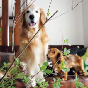 犬と暮らす予定はなかったのに2匹も!?
No.039 しろさん