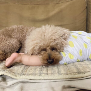 先住犬が子守も! ともに成長しています
No.075 pepeさん