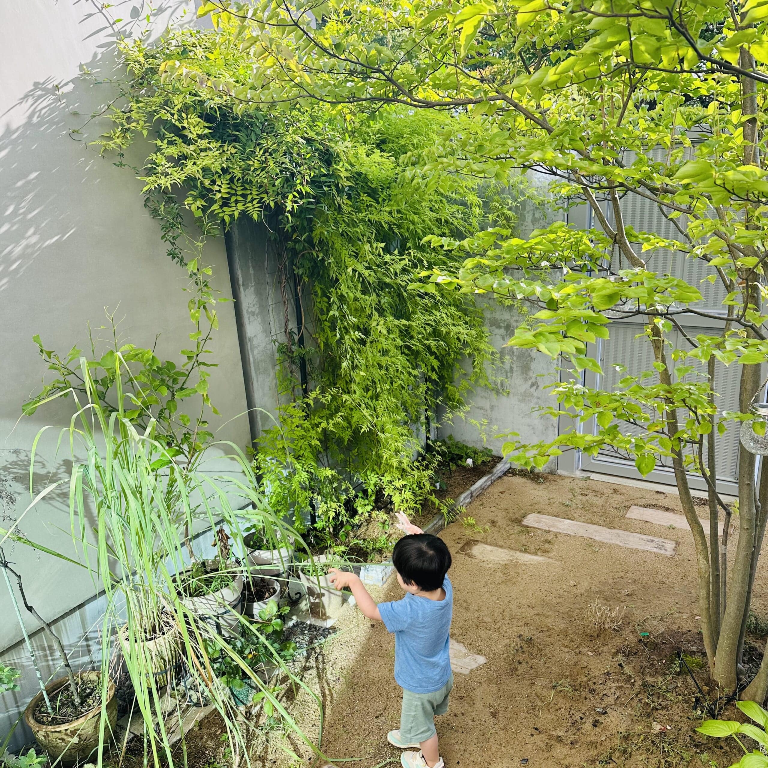 庭　ガーデニング　2025夏