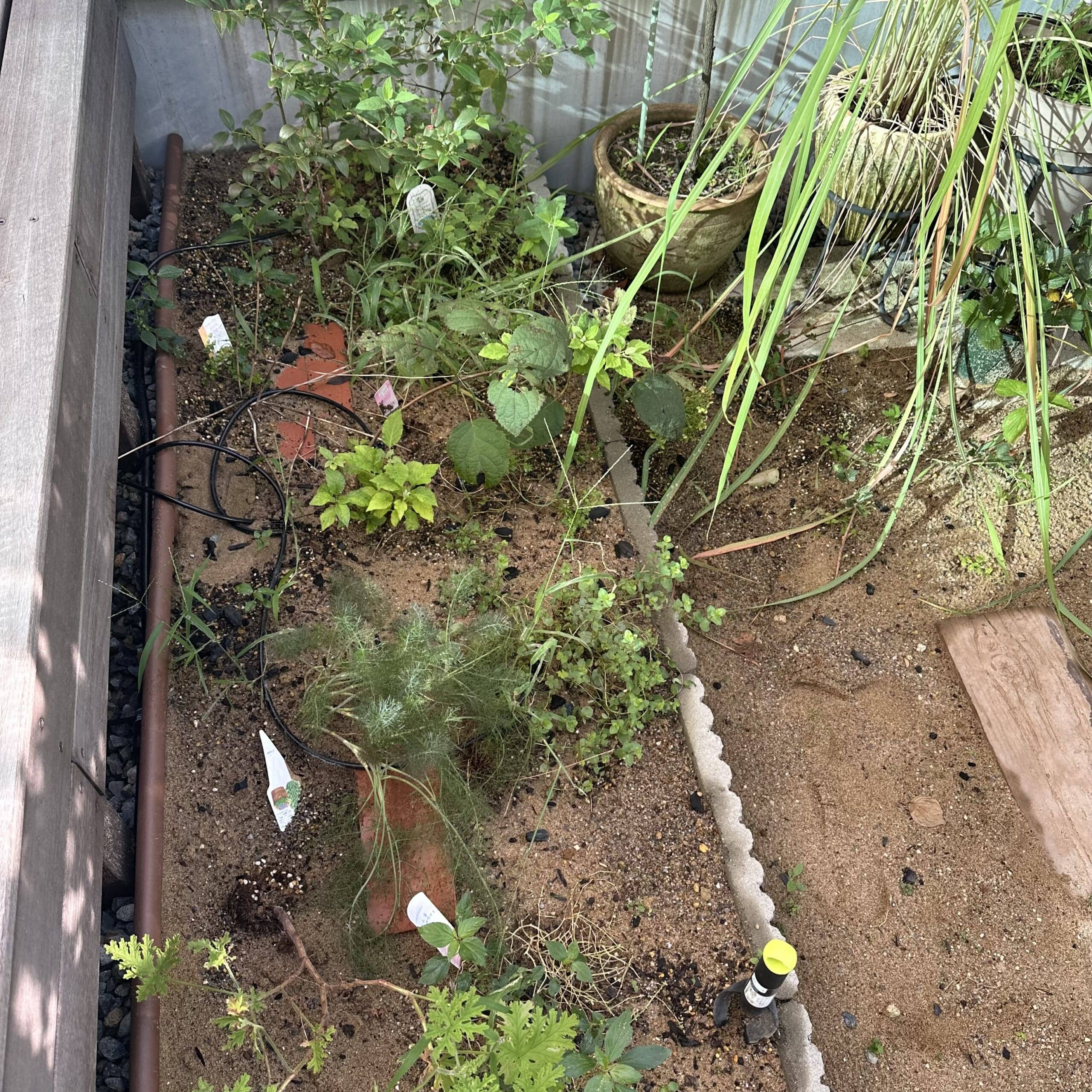 庭　花壇　ミミ　2025