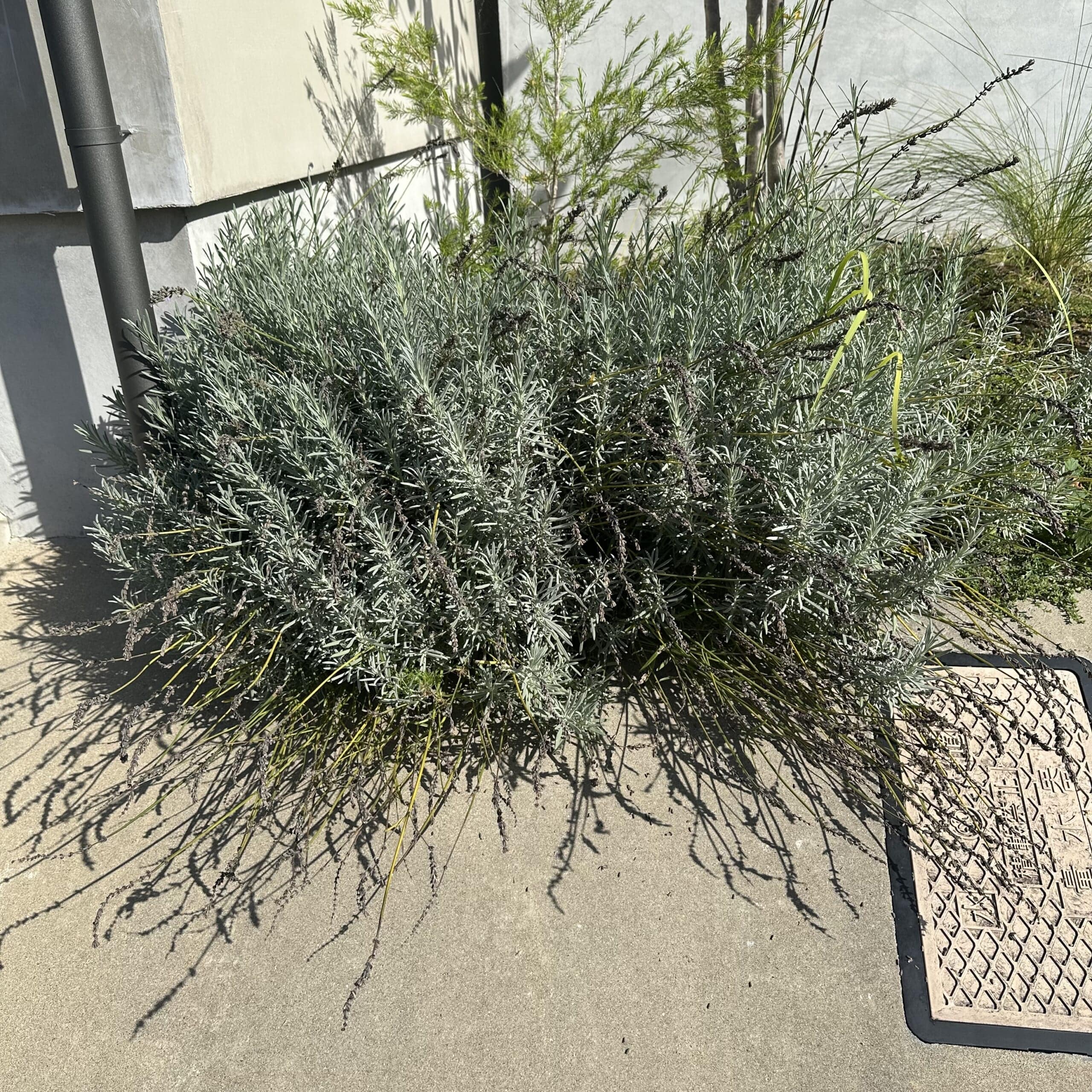 ラベンダーグロッソ　ラベンダー　花壇