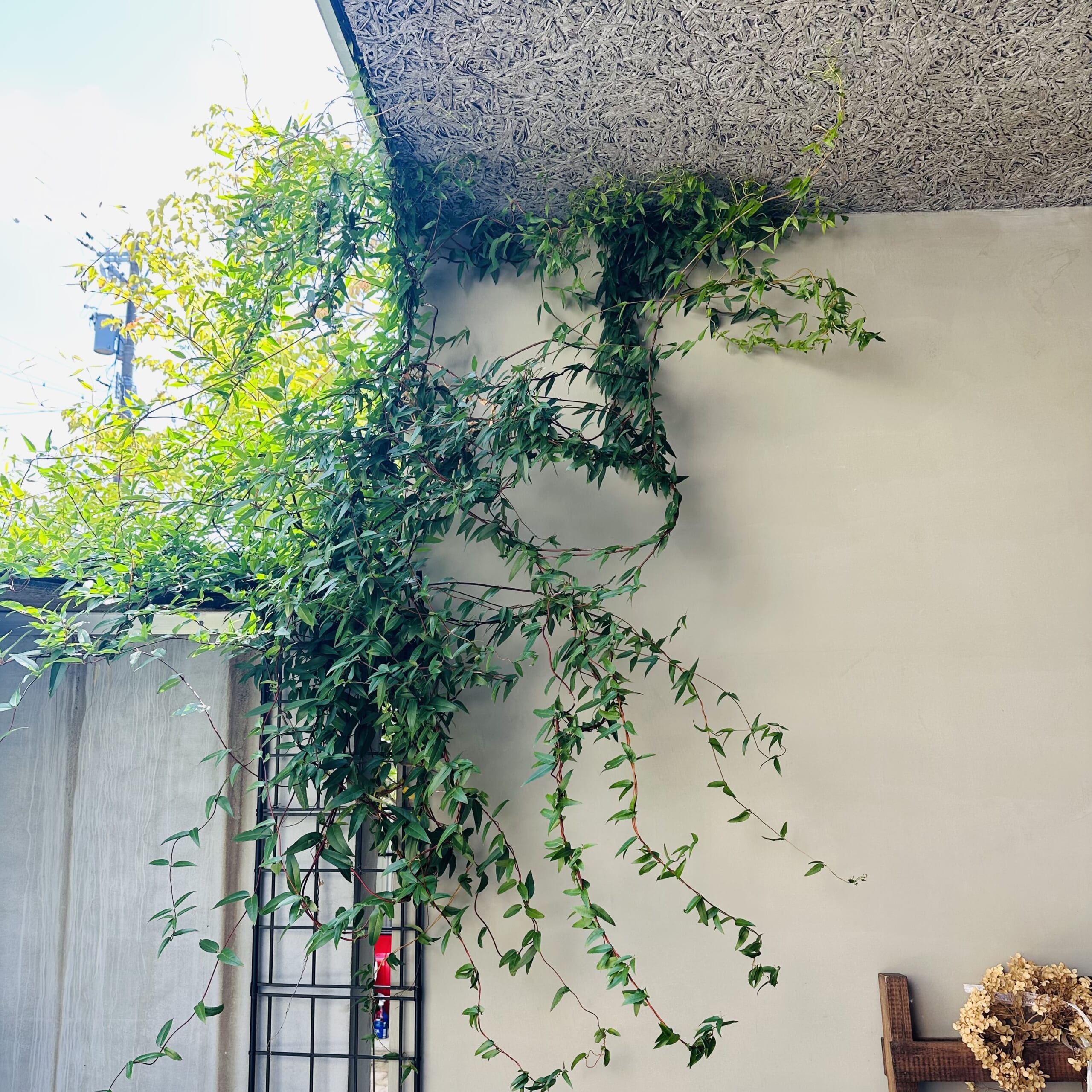 玄関　カロライナジャスミン　つる