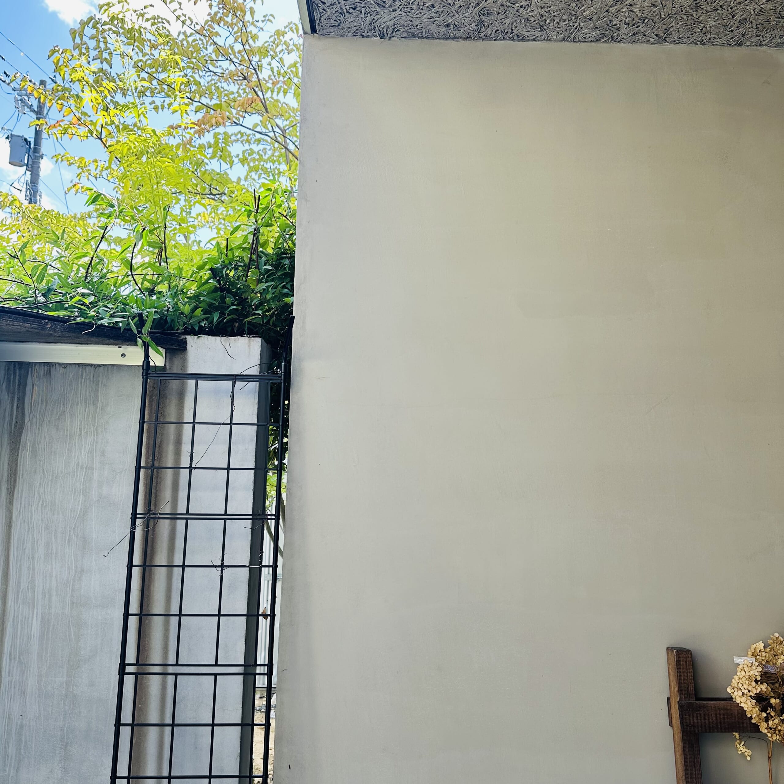 玄関　カロライナジャスミン　つる性植物　ミミ