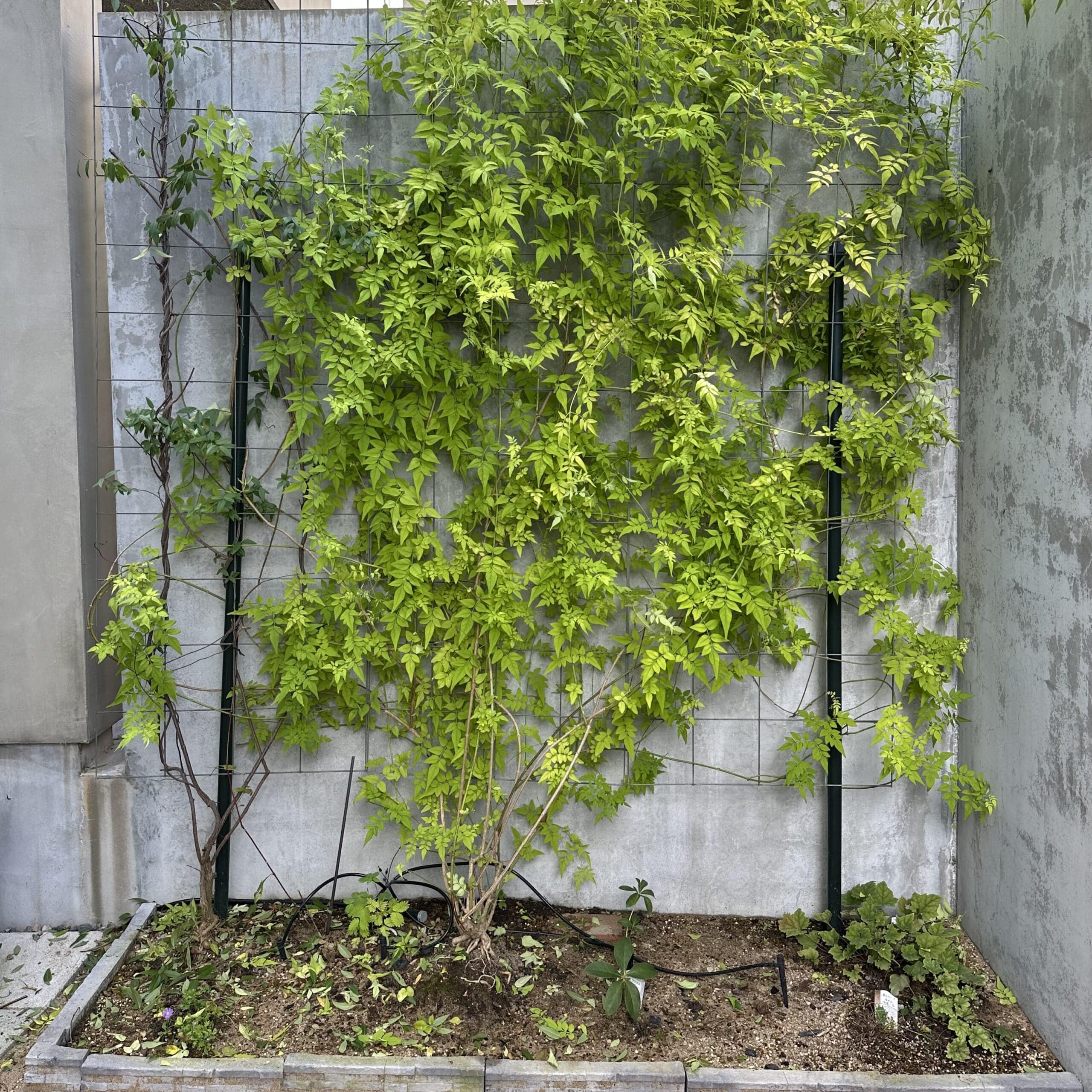 緑のカーテン　フィオナサンライズ　ジャスミン