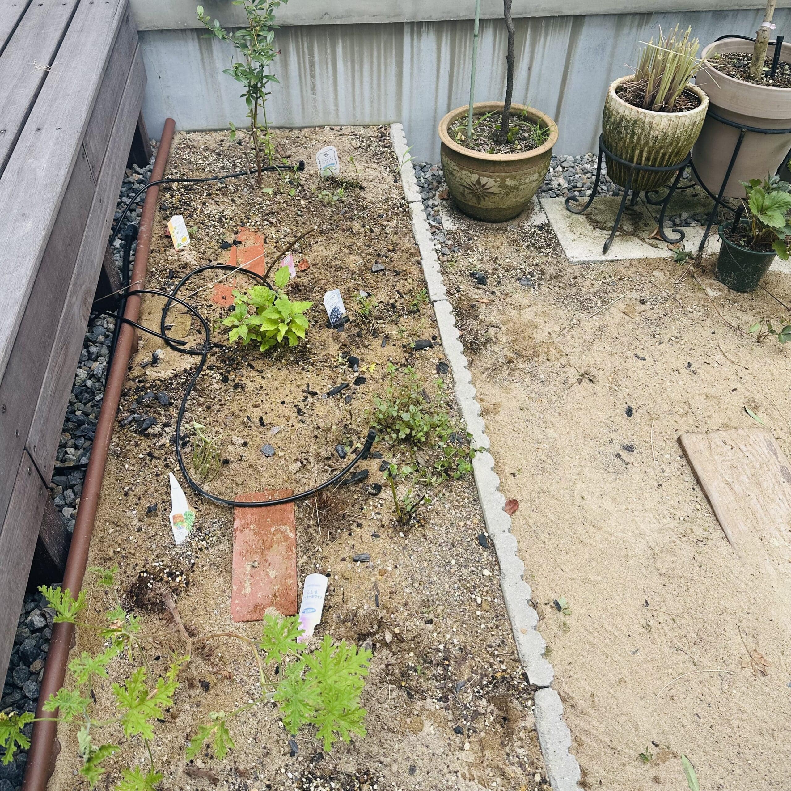 庭　花壇　ミミ　2025夏