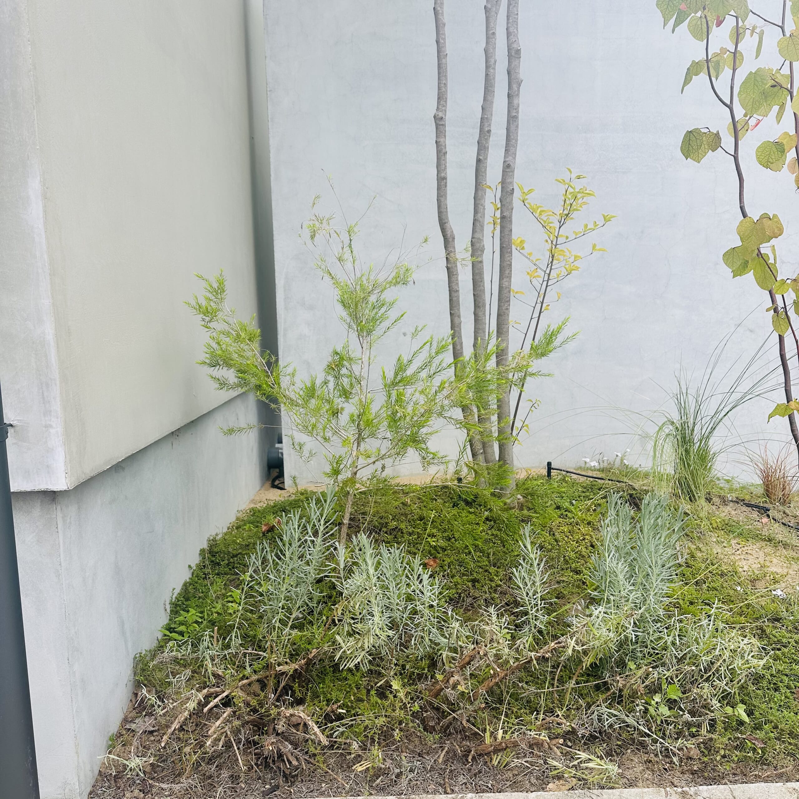 ラベンダー　グロッソ　剪定