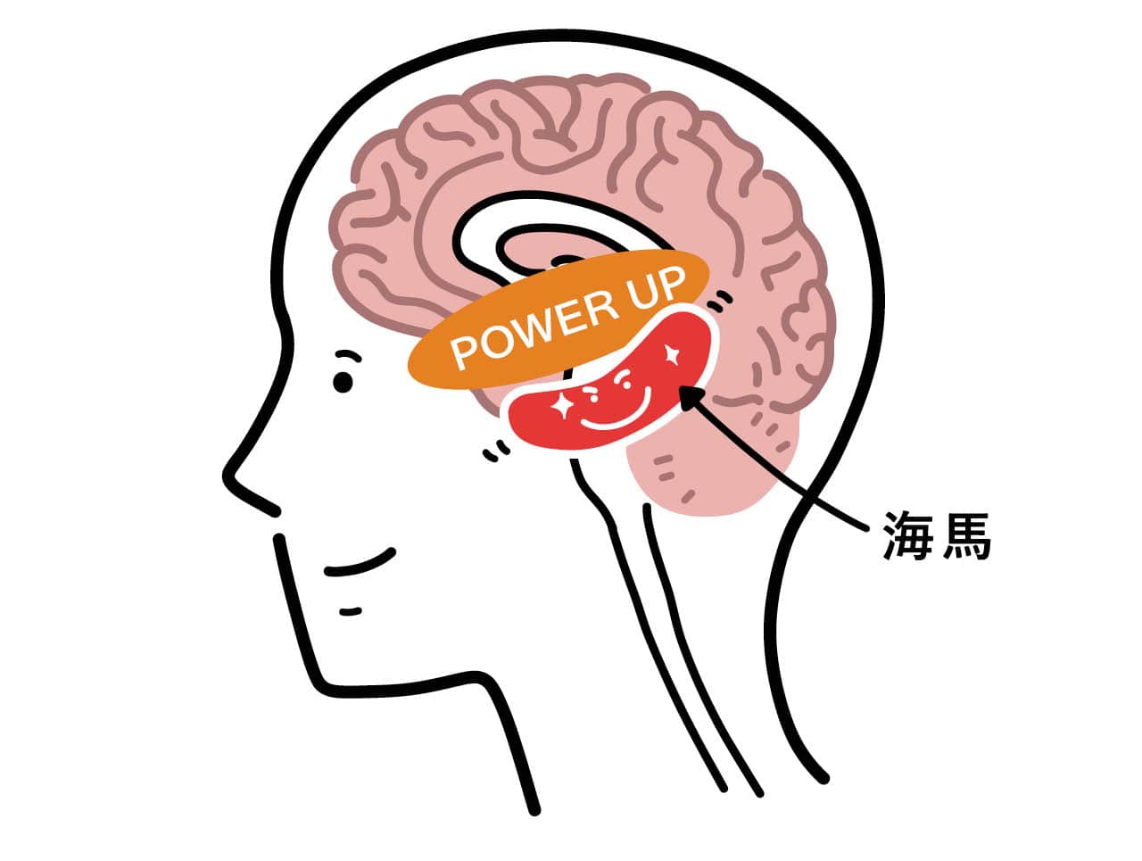 歩くことで脳の海馬が成長する！