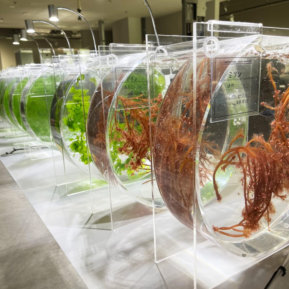 札幌　水族館　aoao