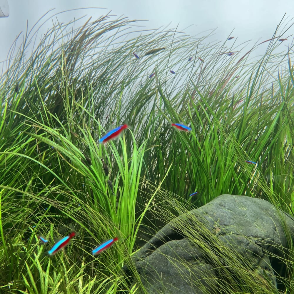 札幌　水族館　aoao