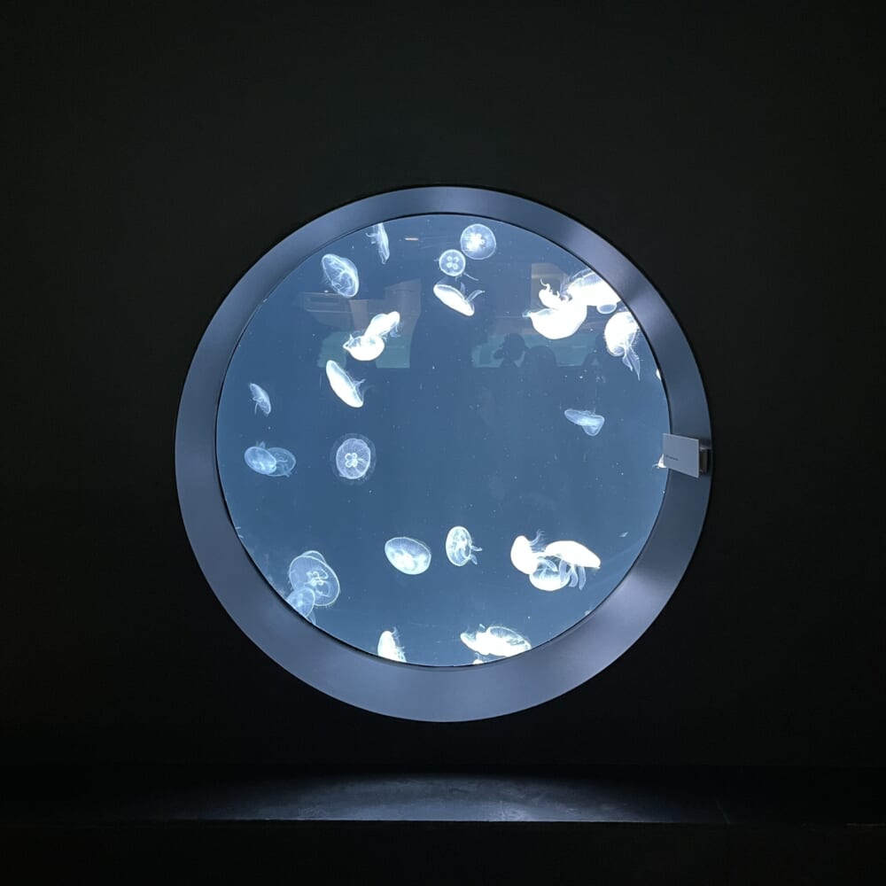 札幌　水族館　aoao