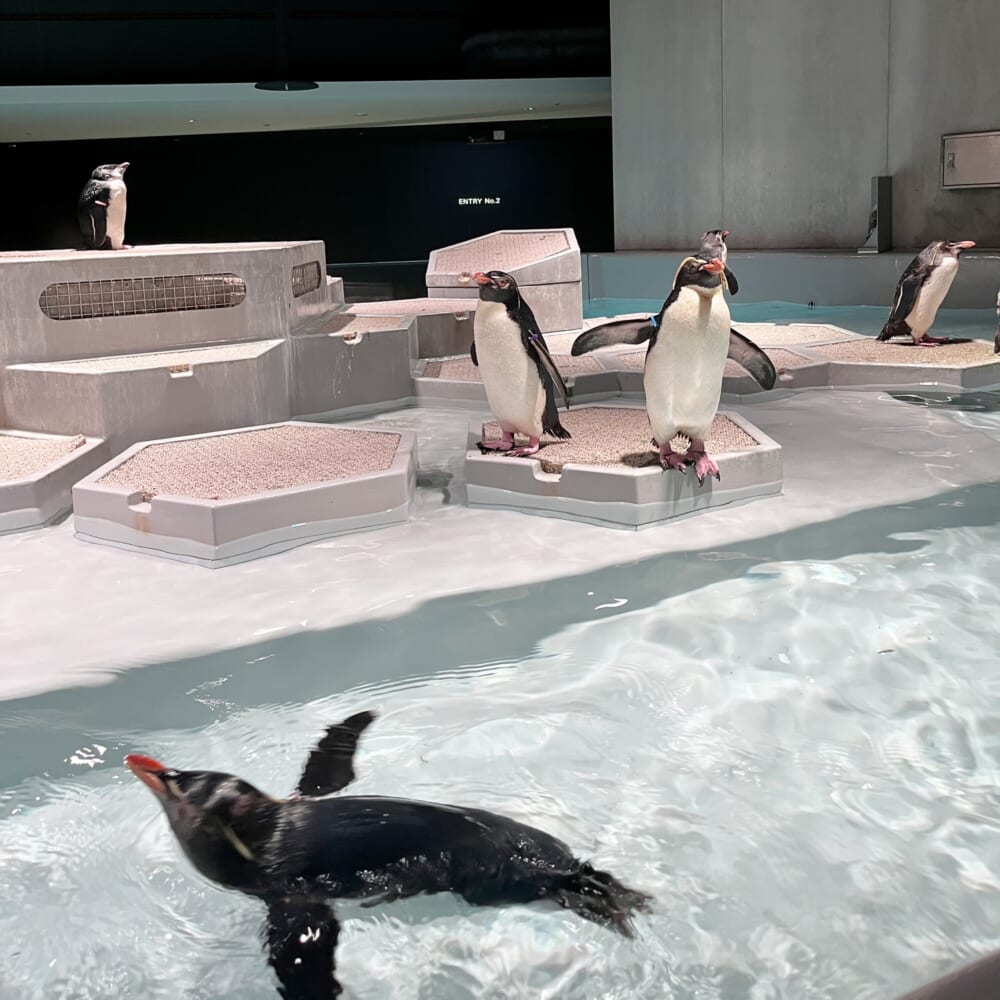 札幌　水族館　aoao