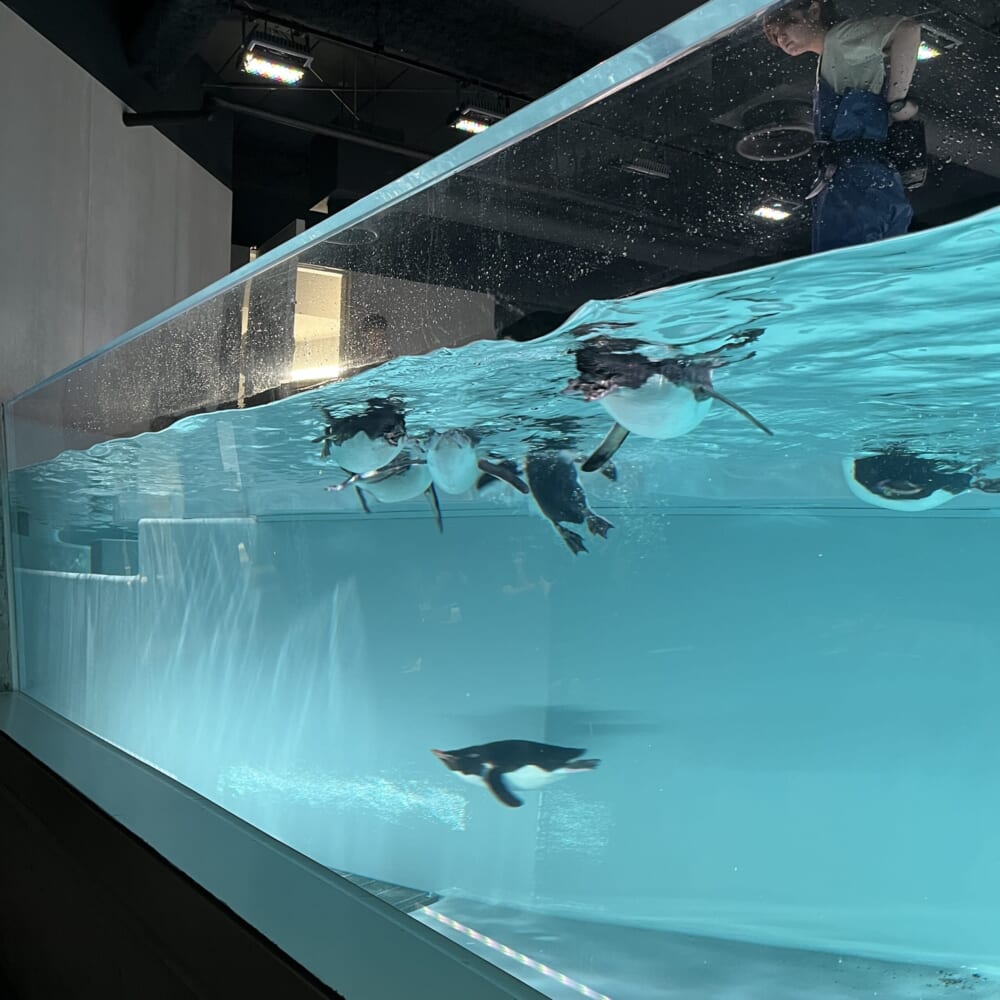 札幌　水族館　aoao
