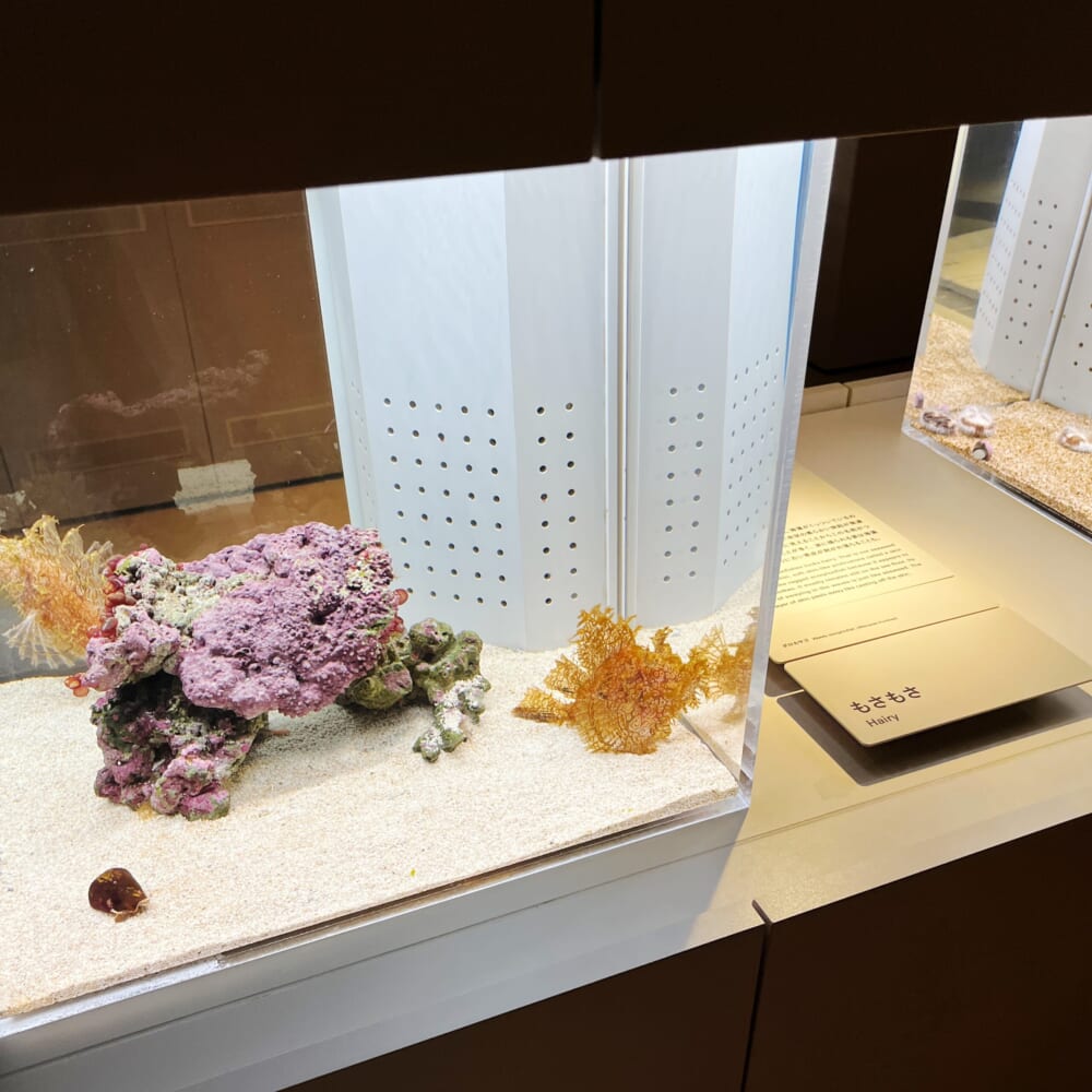 札幌　水族館　aoao