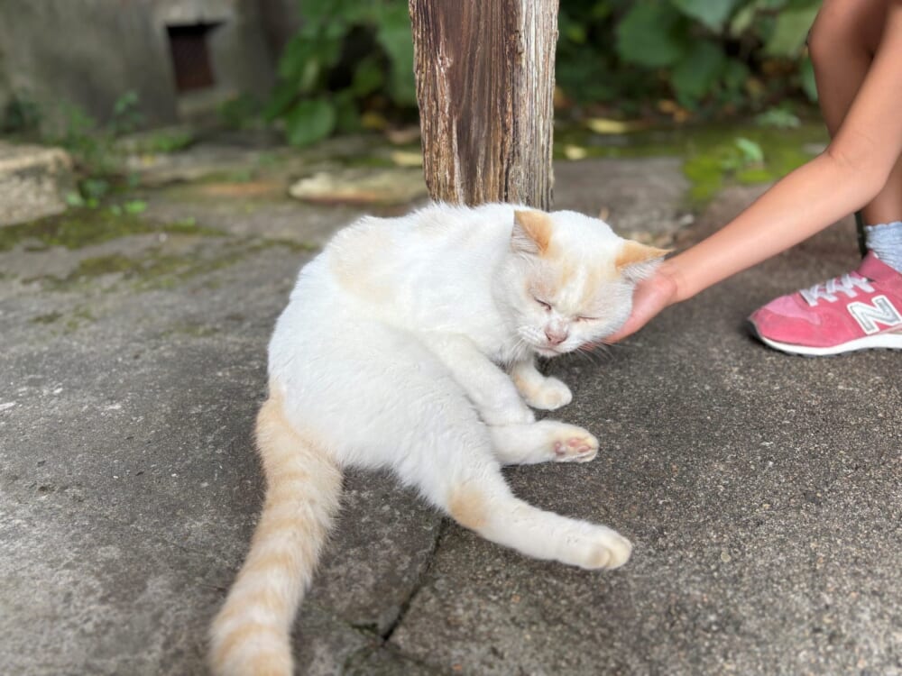 あわびウェア 淡路島 猫