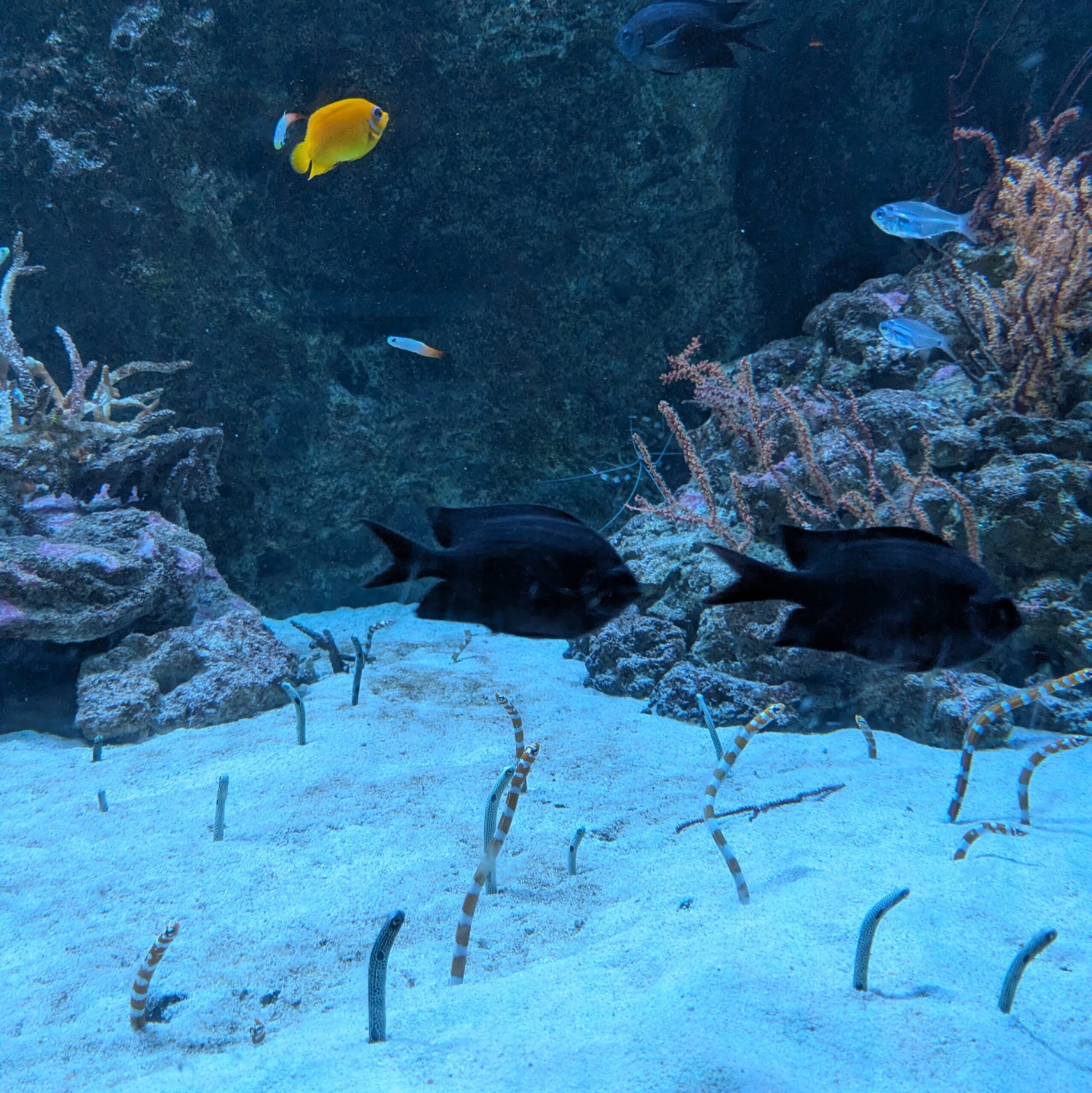 品川アクアパーク　水槽