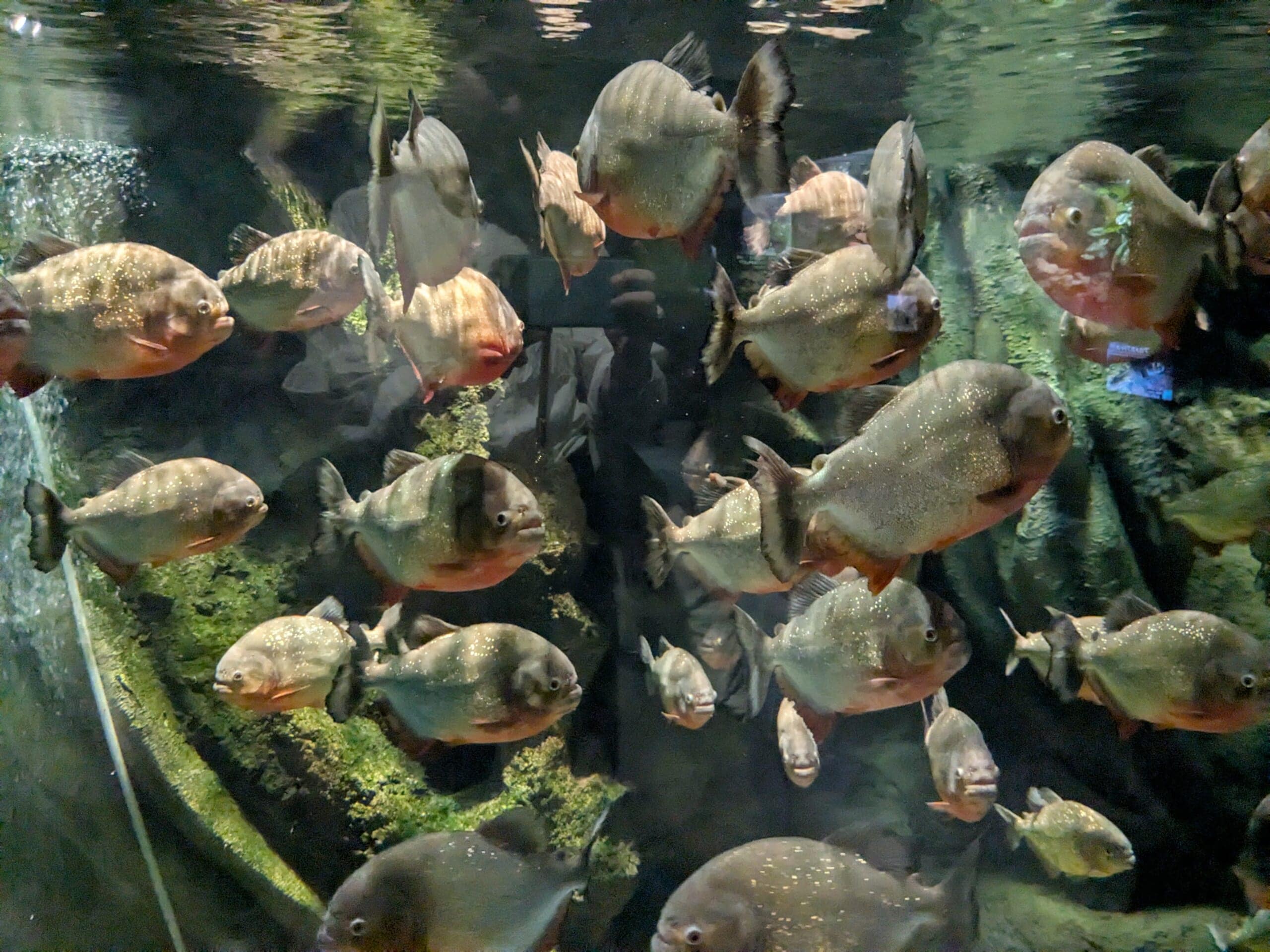 品川アクアパーク　ピラニア