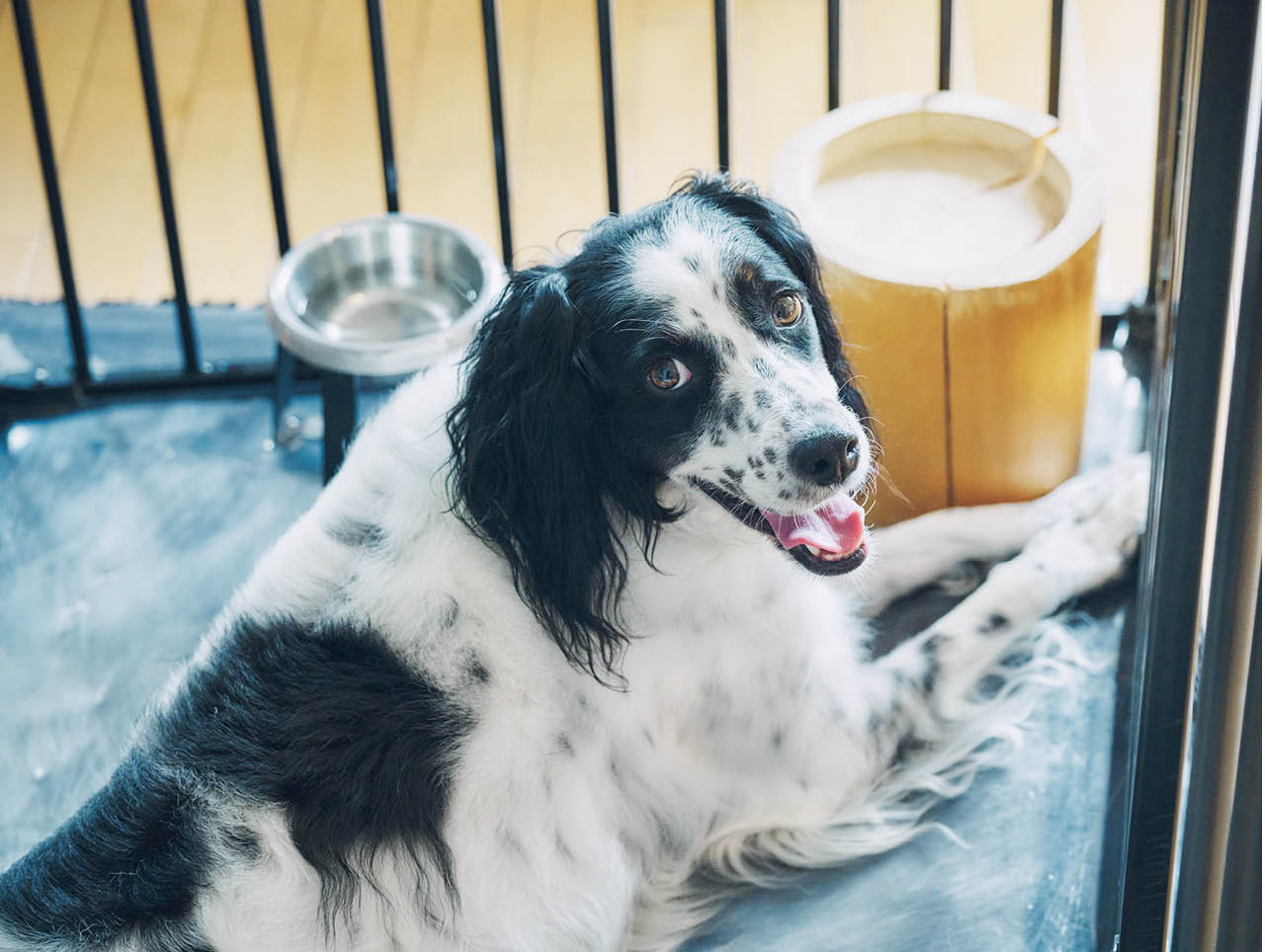 おとなしくて優しい性格のアニー。額にハート模様の名残が。