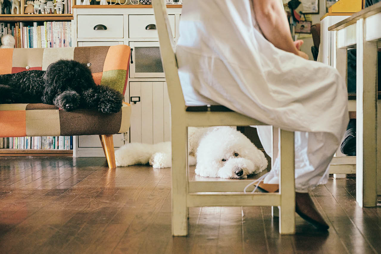 ソファを占領する風（ふぅ）と、床に寝そべる雷（らい）は兄弟で3歳。