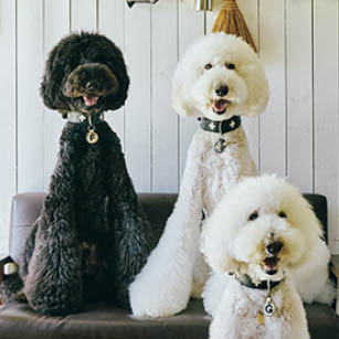 岳（８歳・男の子）、風（３歳・男の子）、雷（３歳・男の子）　スタンダード・プードル