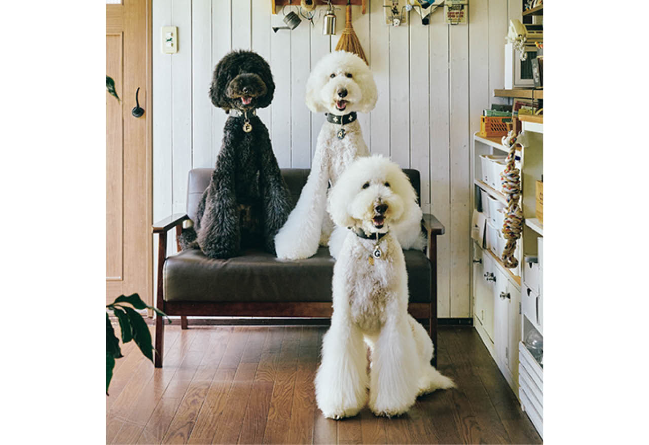 ソファ上の左、風（ふぅ）と右の雷（らい）は3歳で兄弟。下に座っている岳（がく）は先住犬で8歳。