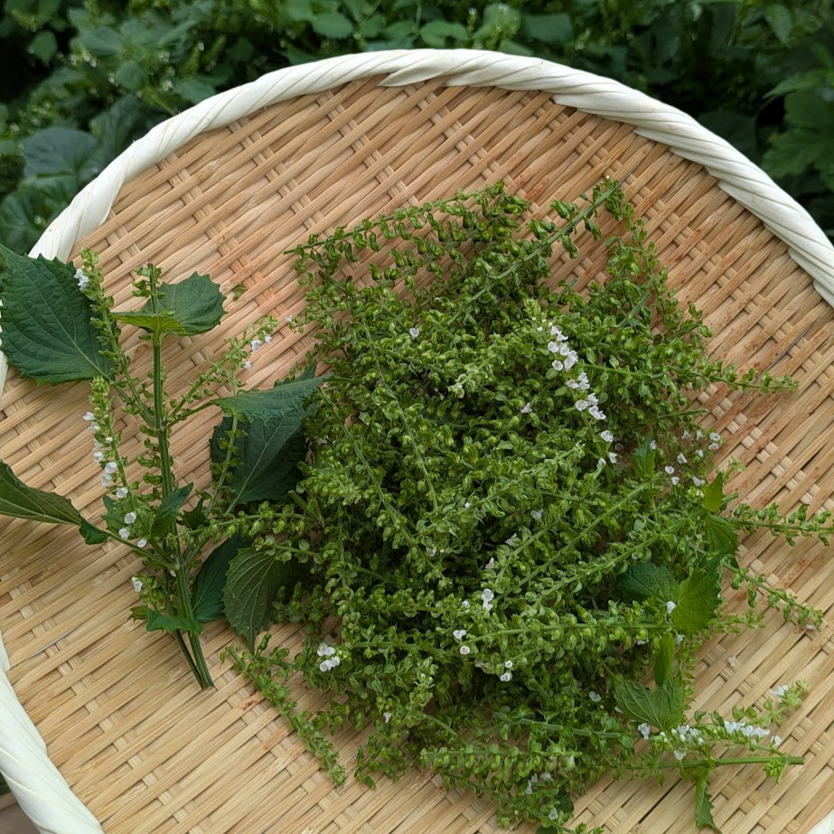 紫蘇の穂　季節の手仕事　LEE100コポ