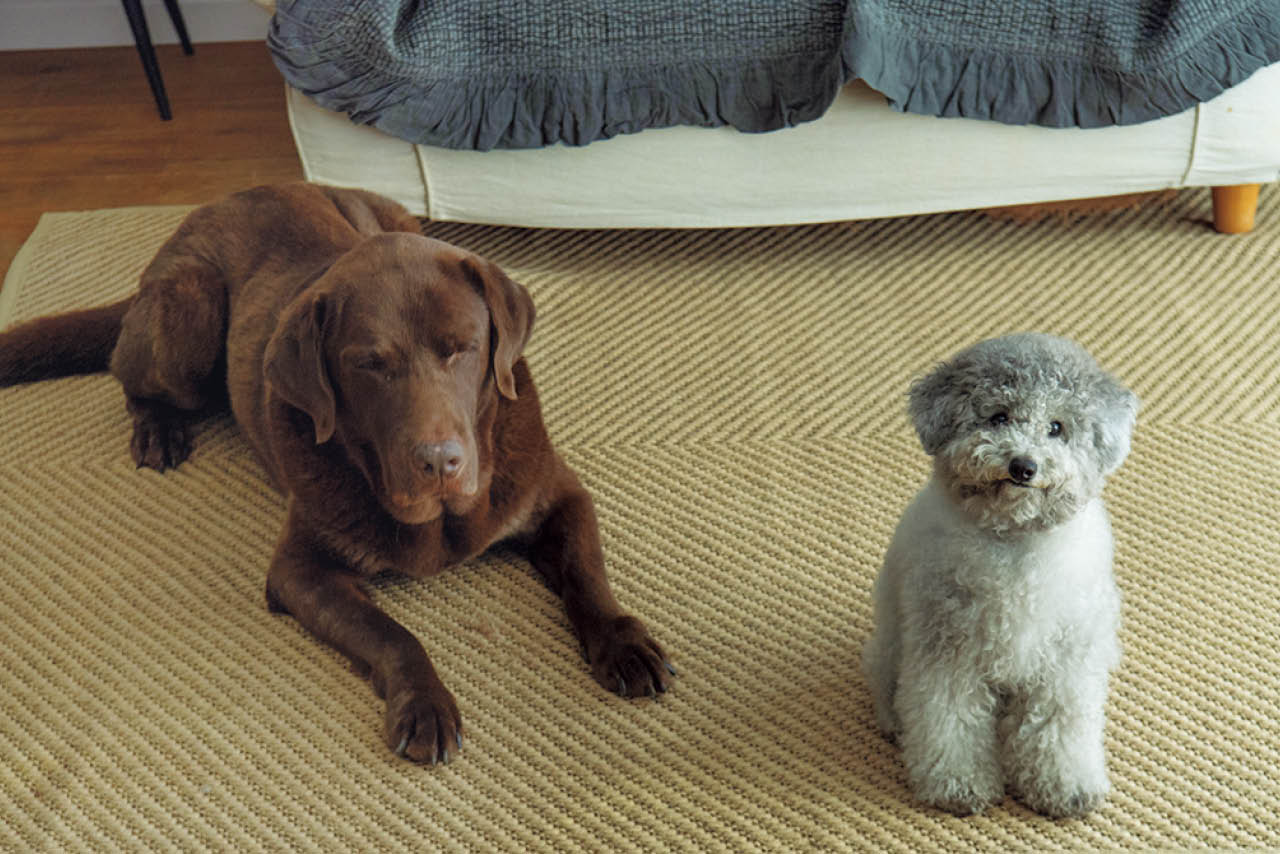 末っ子だったヴォルスが、こぐまの登場ですっかり面倒見のいい先輩に。「こぐまの元気ぶりに、さすがのヴォルスも息切れしています」