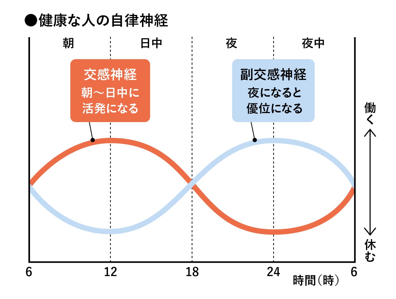 交感神経…朝〜日中に活発になる
副交感神経…夜になると優位になる