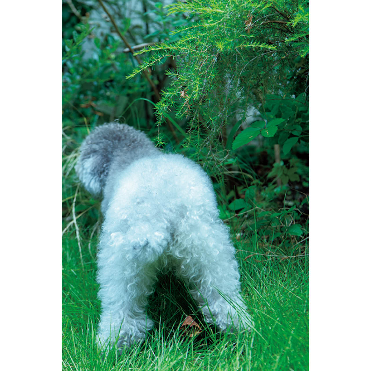 こぐまは好奇心いっぱい。茂みの奥へずんずん