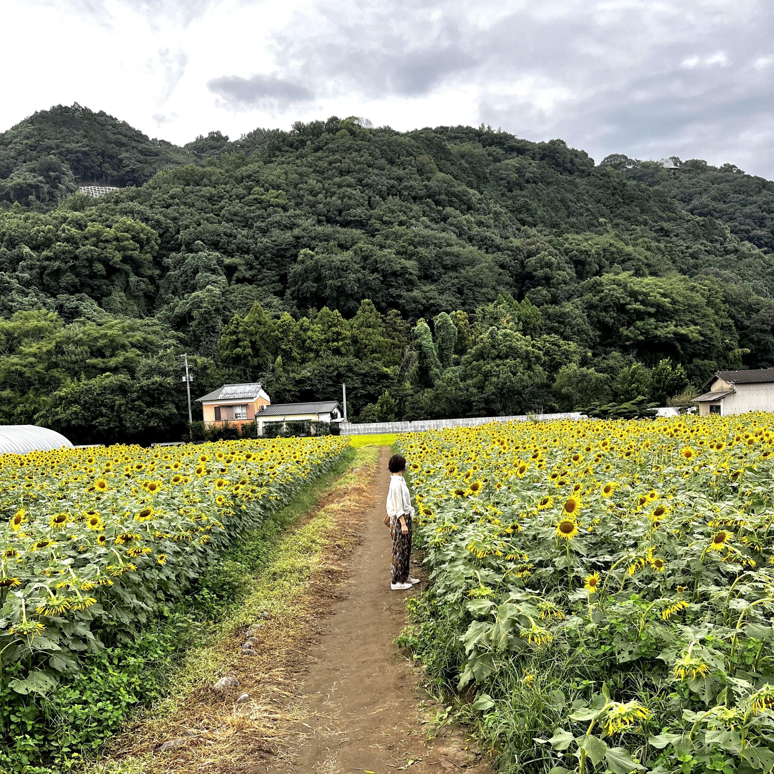 ひまわり　畑