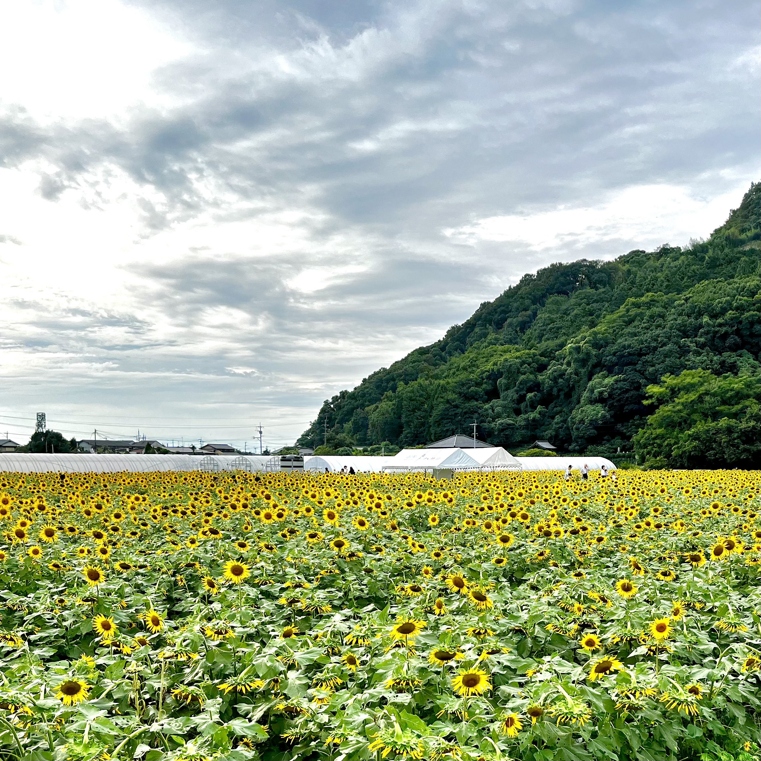 ひまわり　畑