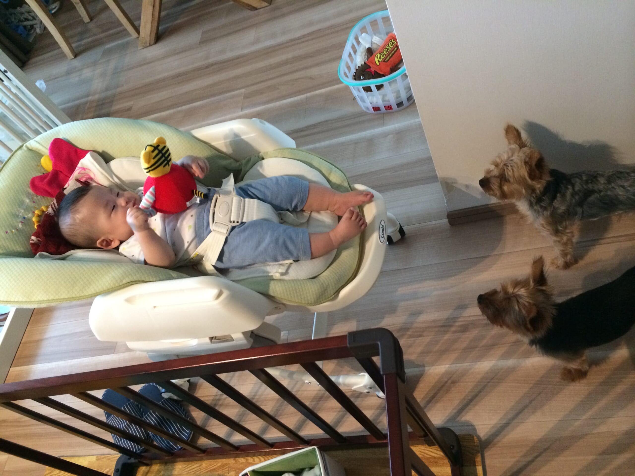 犬のいる暮らし