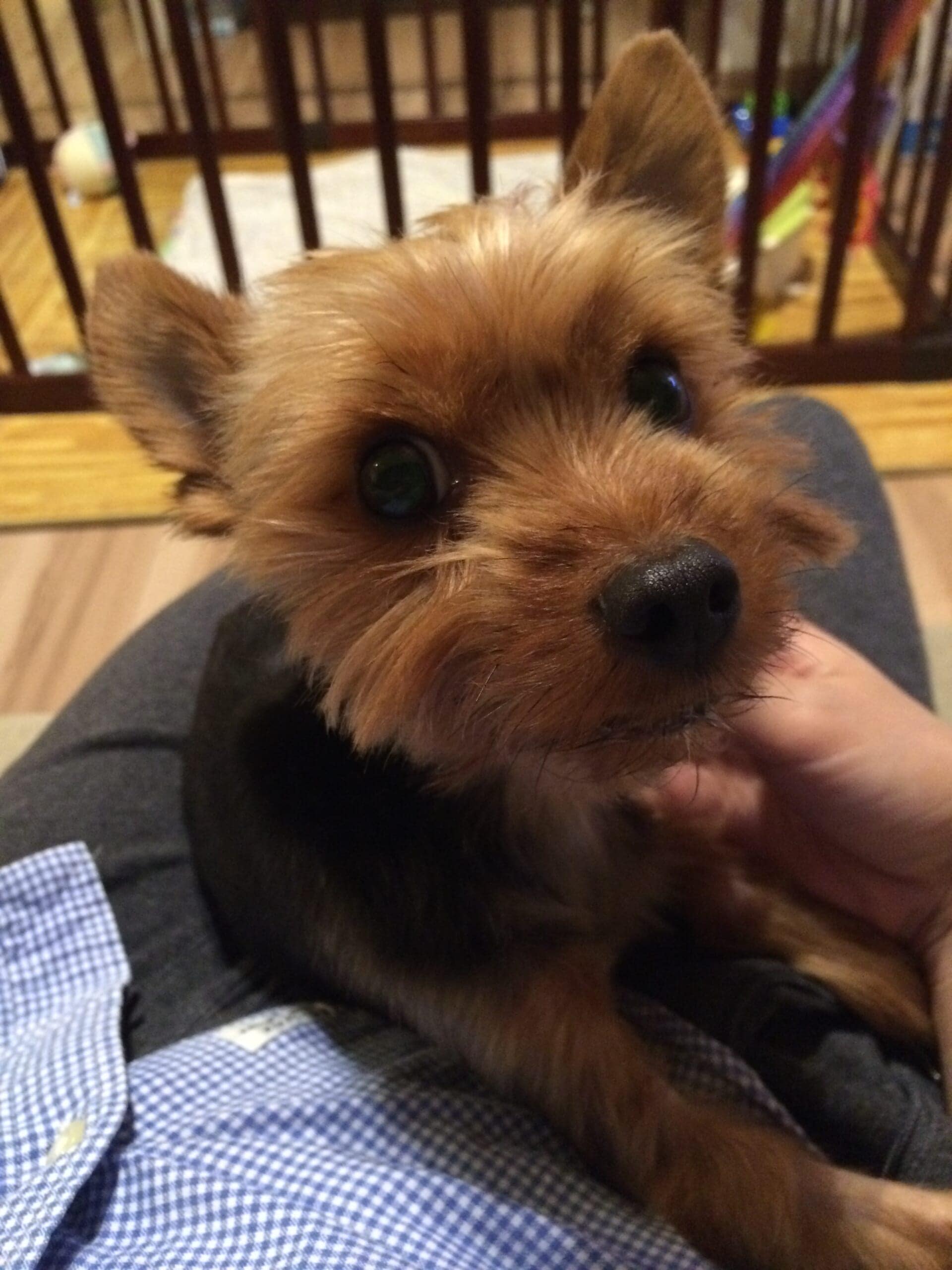 犬のいる暮らし