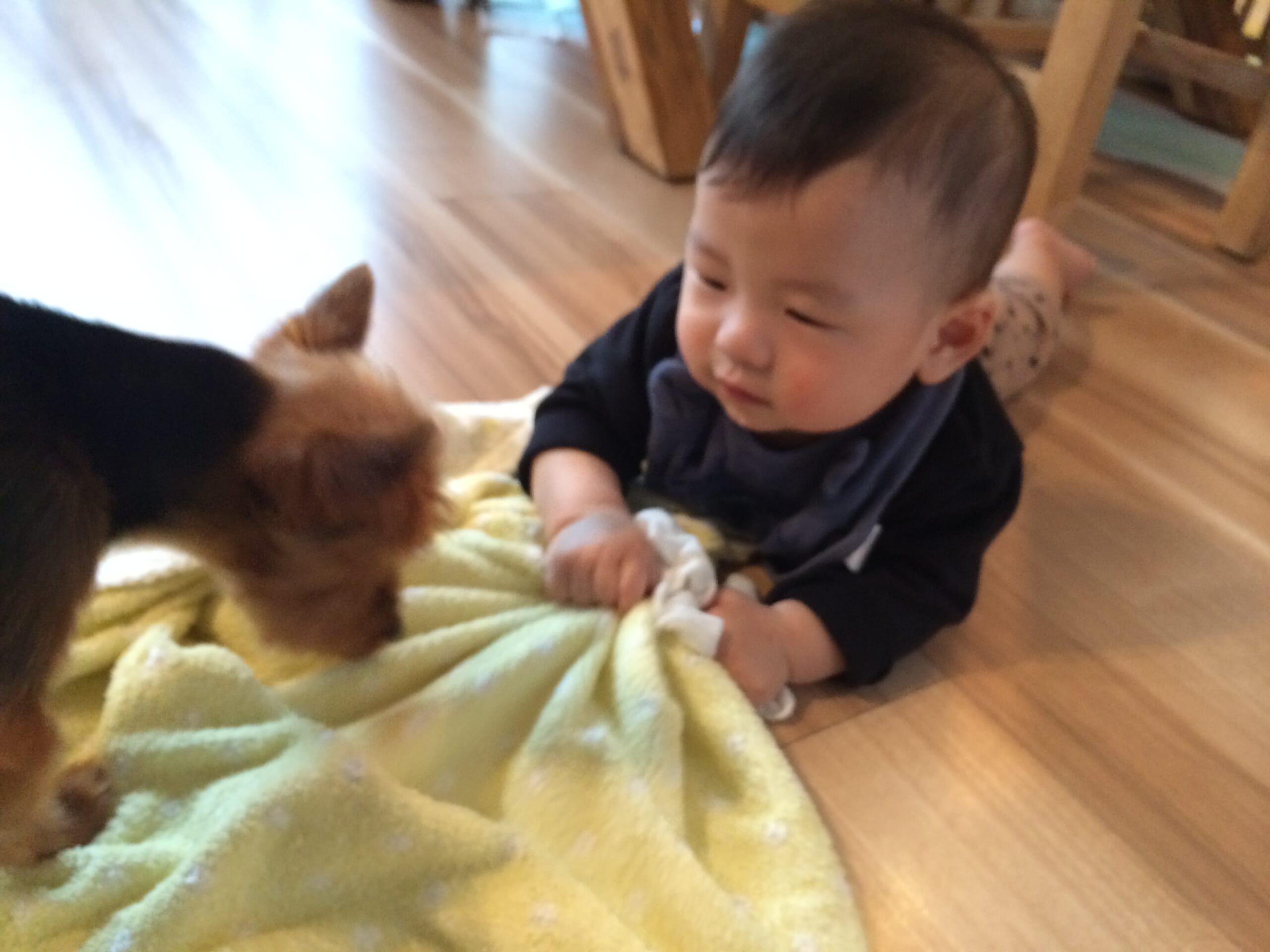 犬のいる暮らし