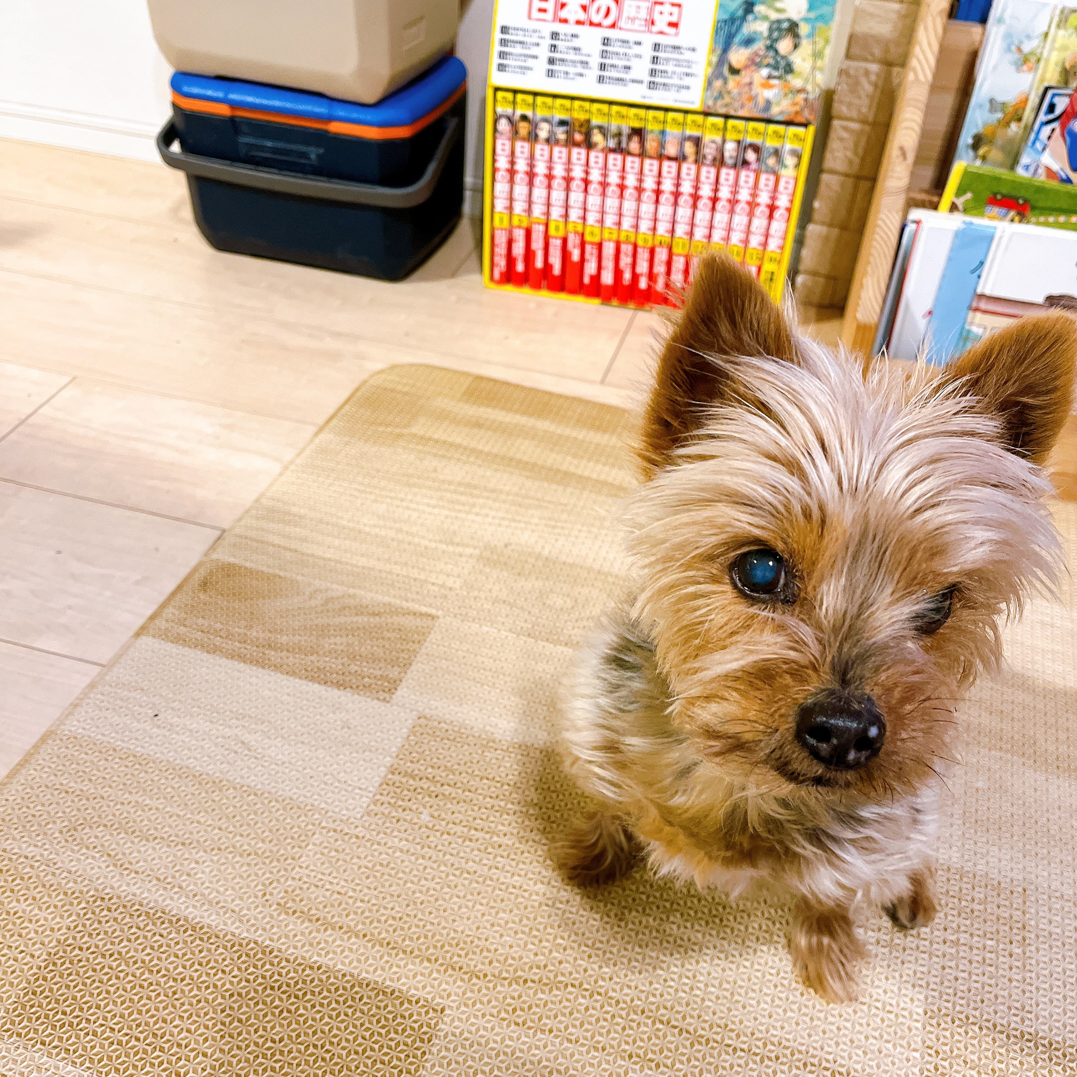 犬のいる暮らし