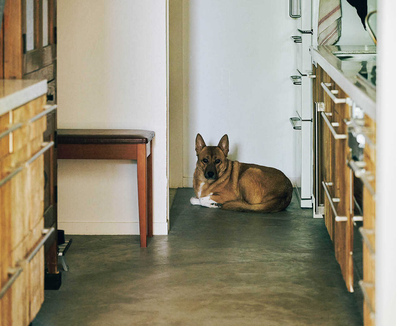 元は野犬だったという保護犬の福は、用心深い性格。来客時はすっとキッチンの奥に座り、静かに中の様子を窺う。