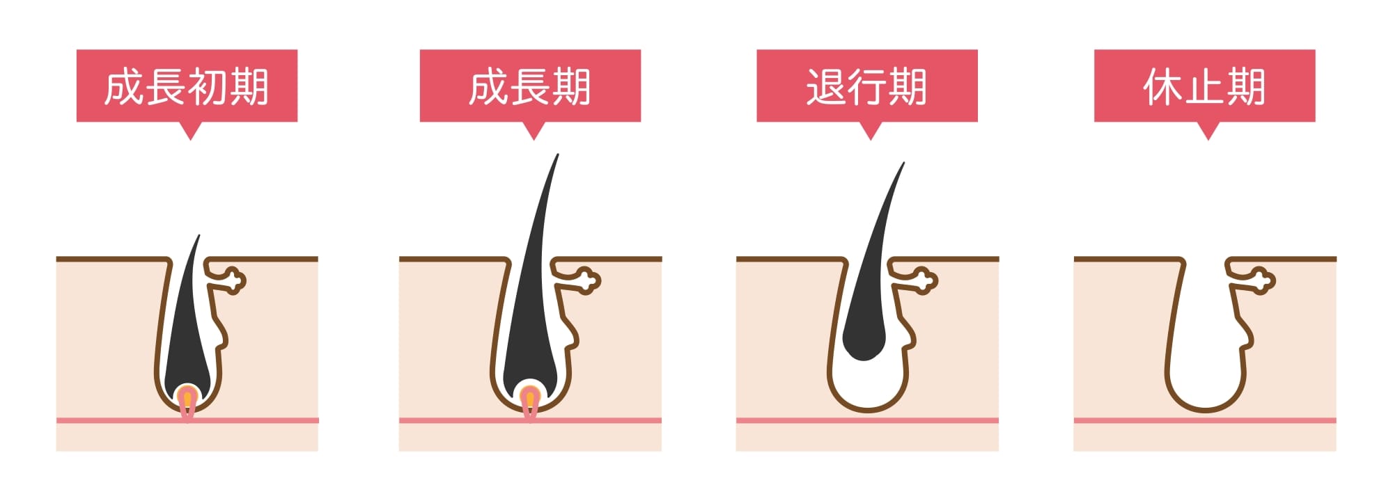 ヘアサイクルイメージ図