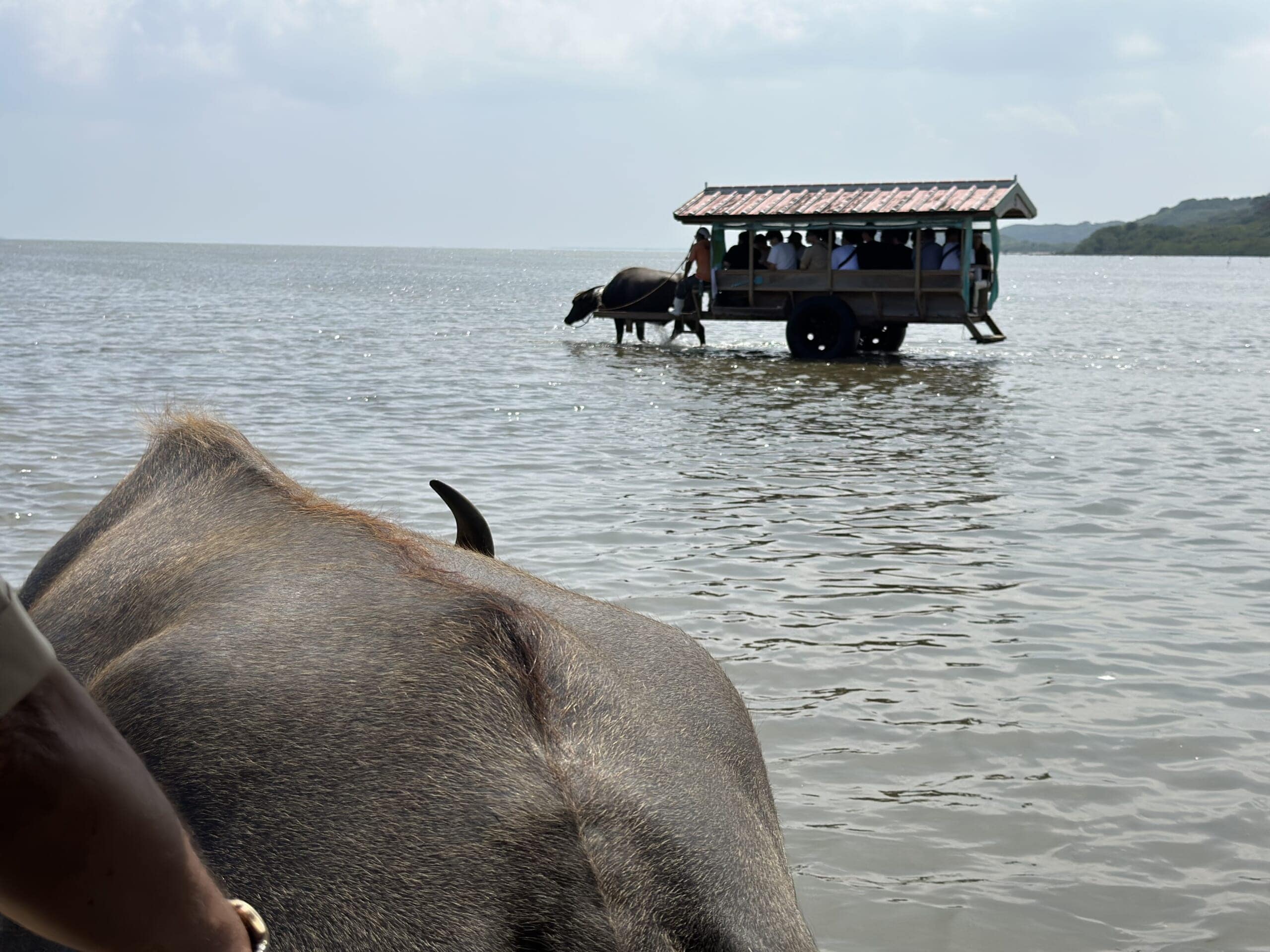 由布島　水牛車　体験