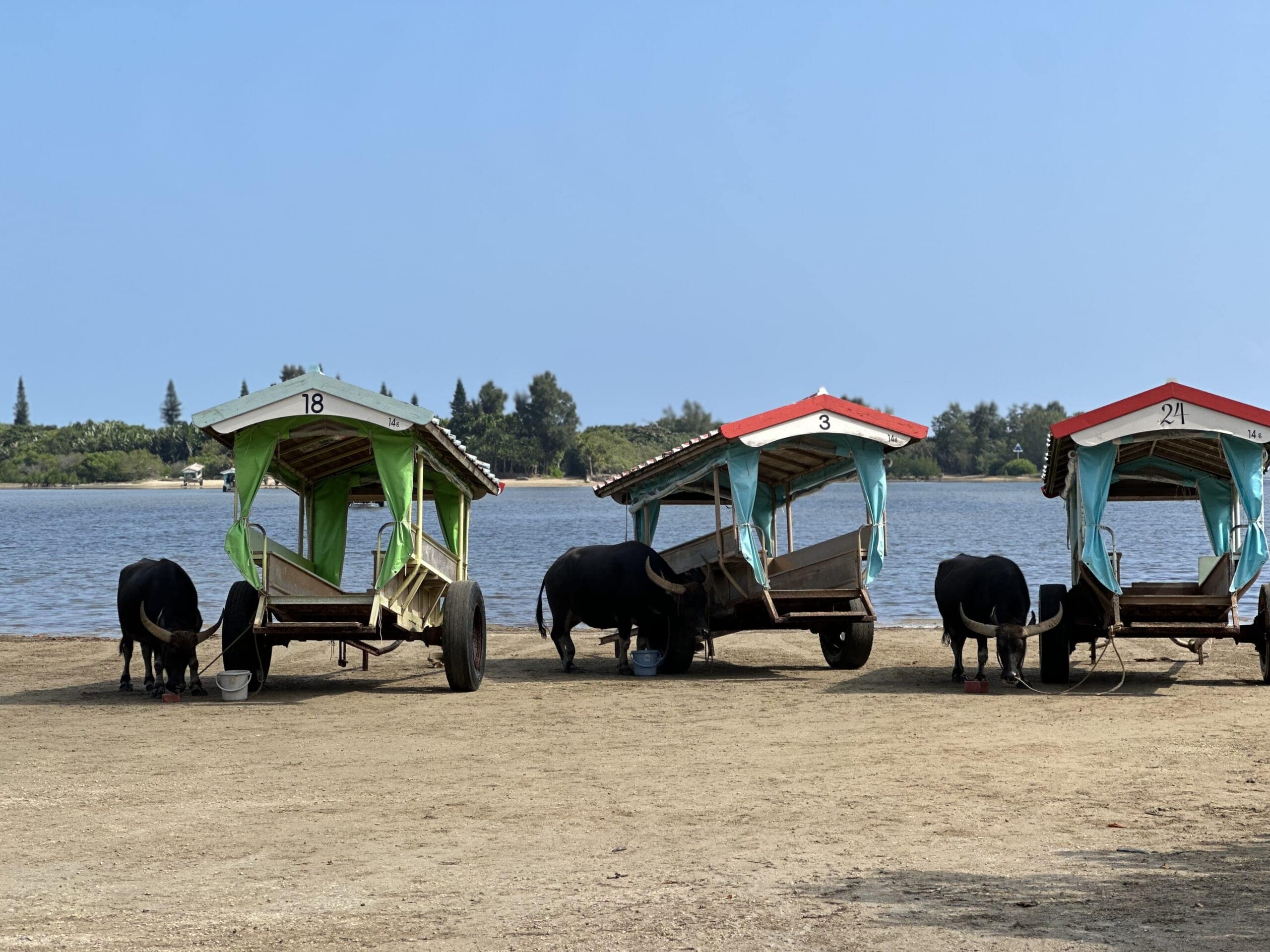 由布島　水牛車　ツアー
