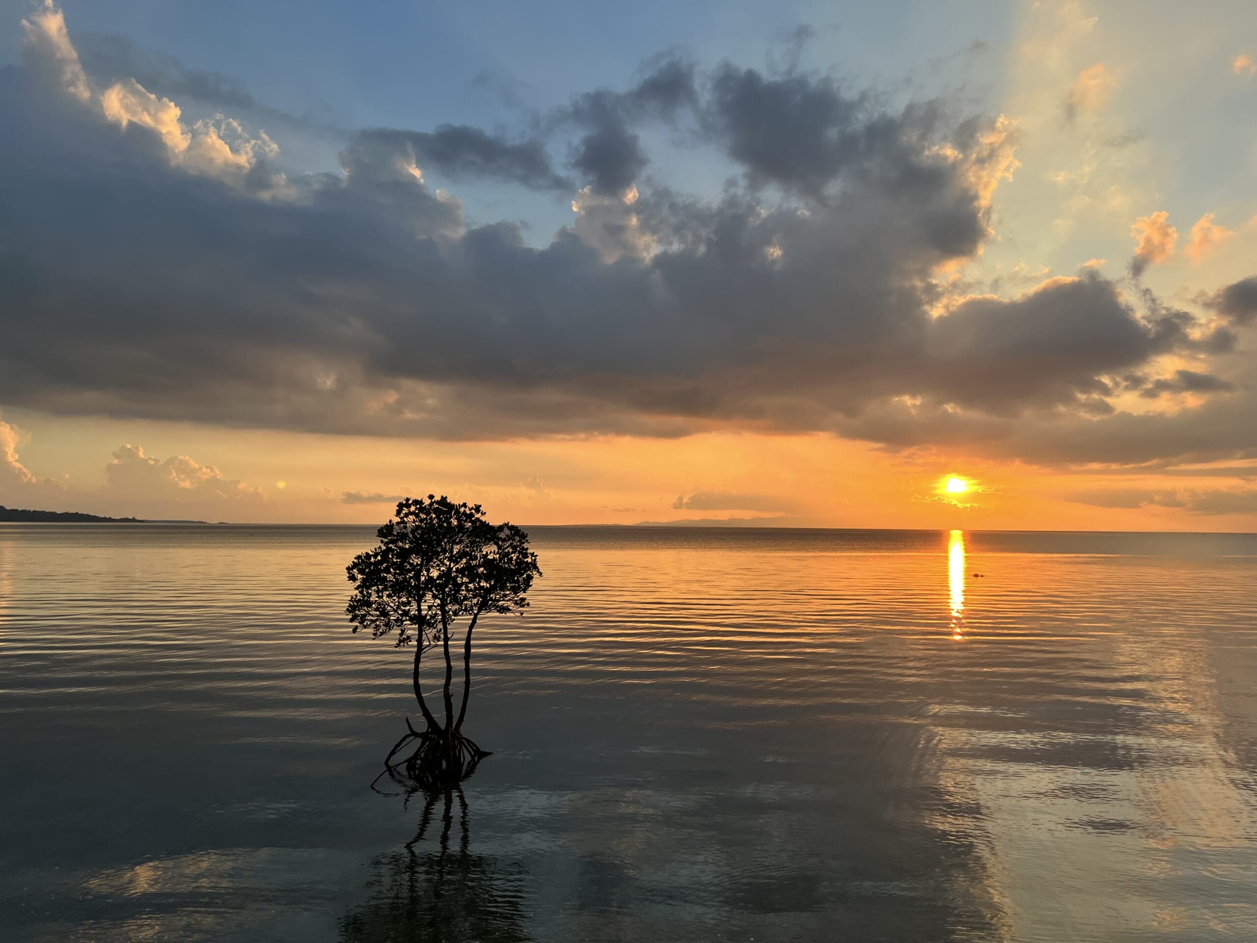 石垣島　一本マングローブ　名所