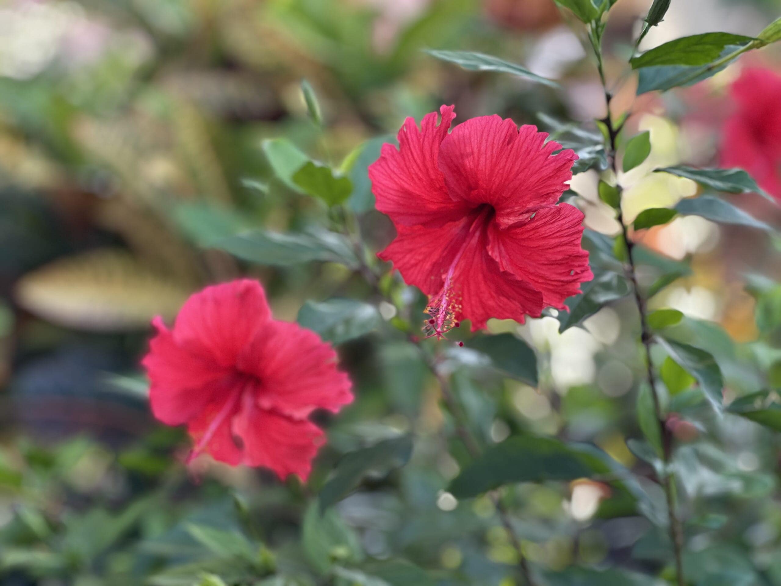 石垣島　沖縄旅行　leedaysclub