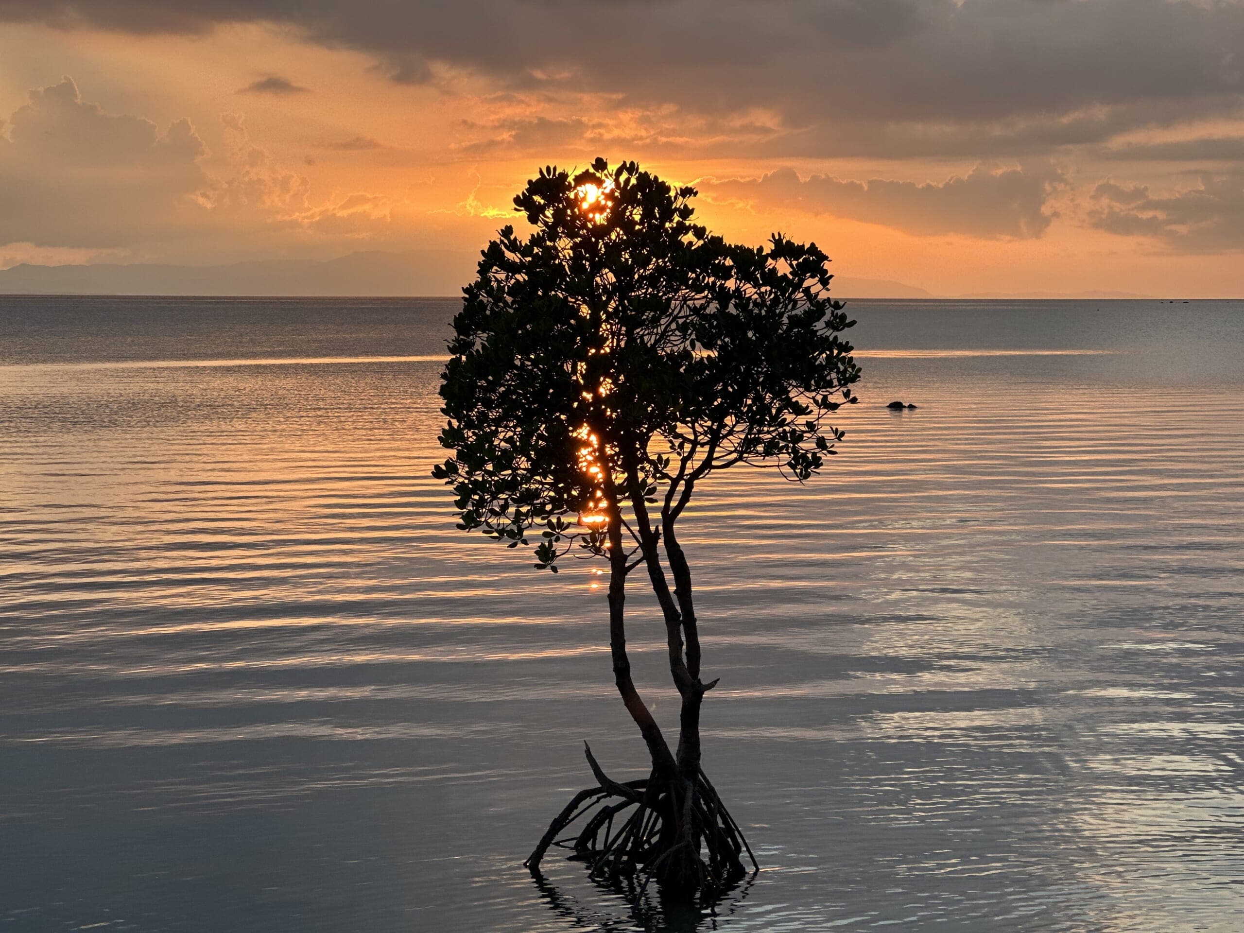 石垣島　一本マングローブ　絶景