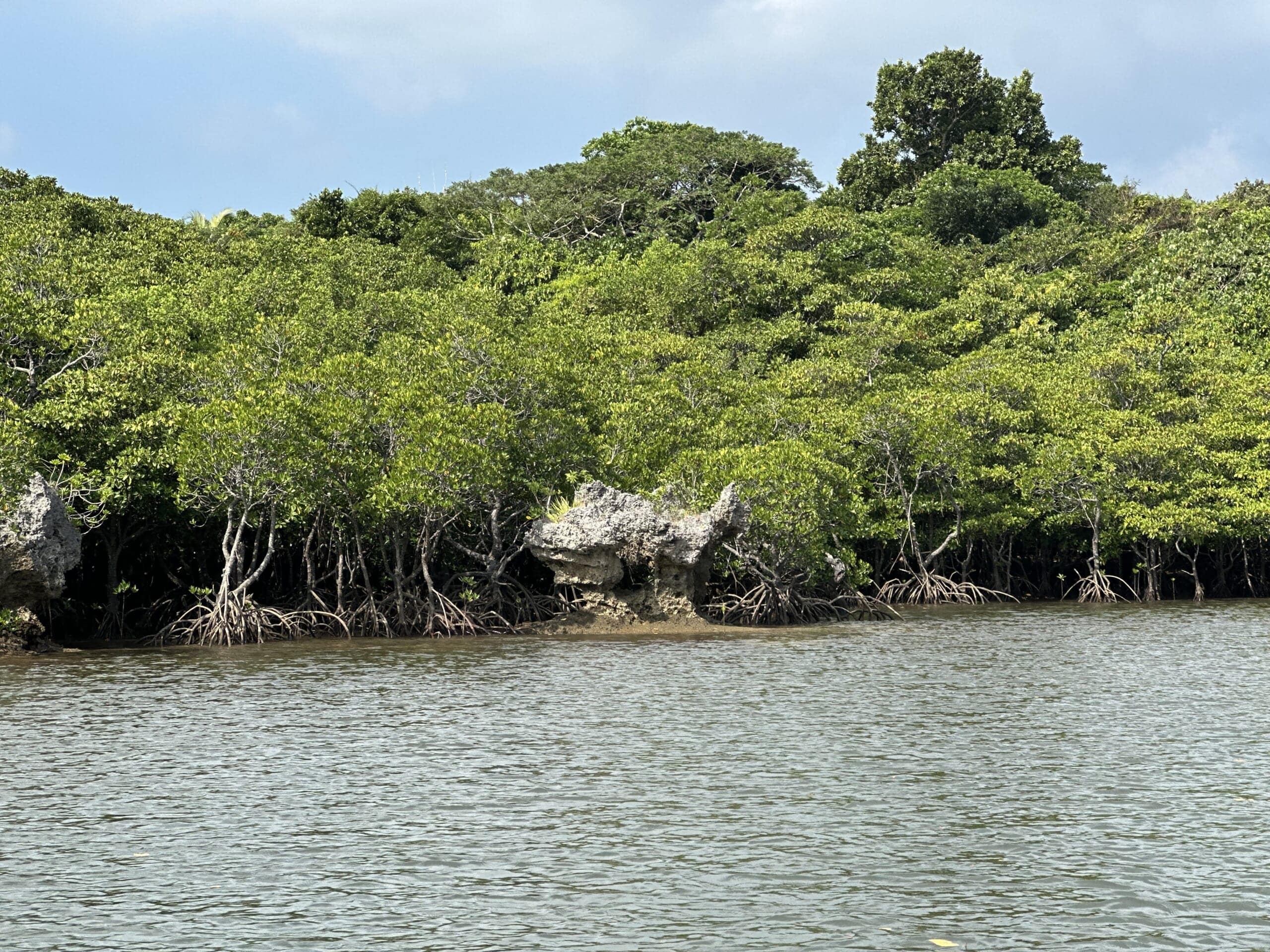 西表島　マングローブ　クルーズ